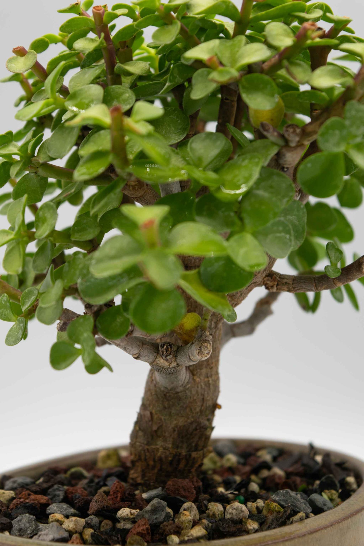 Mini Green Jade Tan Oval Ceramic 6" Pot - One of a Kind Bonsai