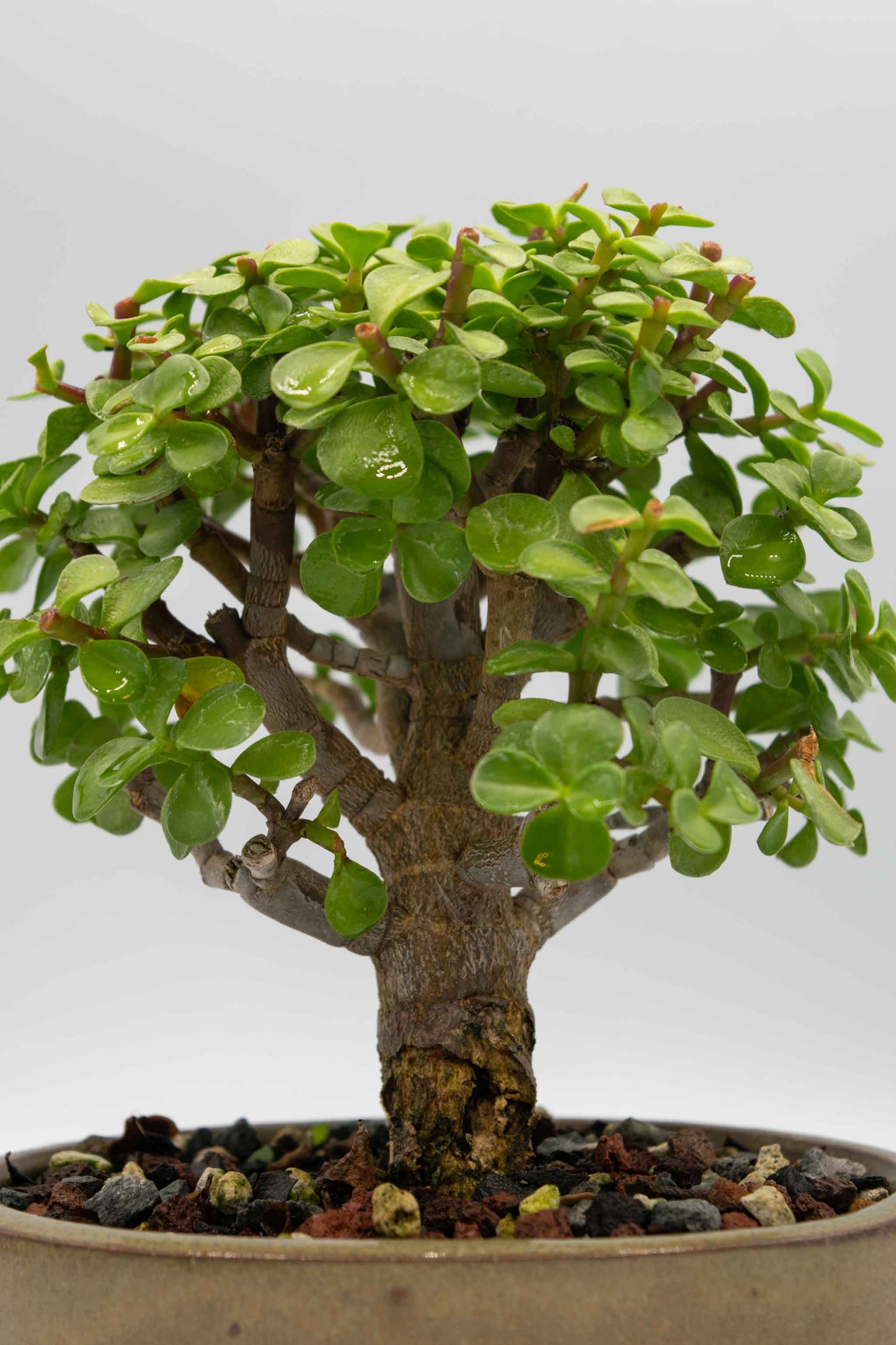 Mini Green Jade Tan Oval Ceramic 6" Pot - One of a Kind Bonsai