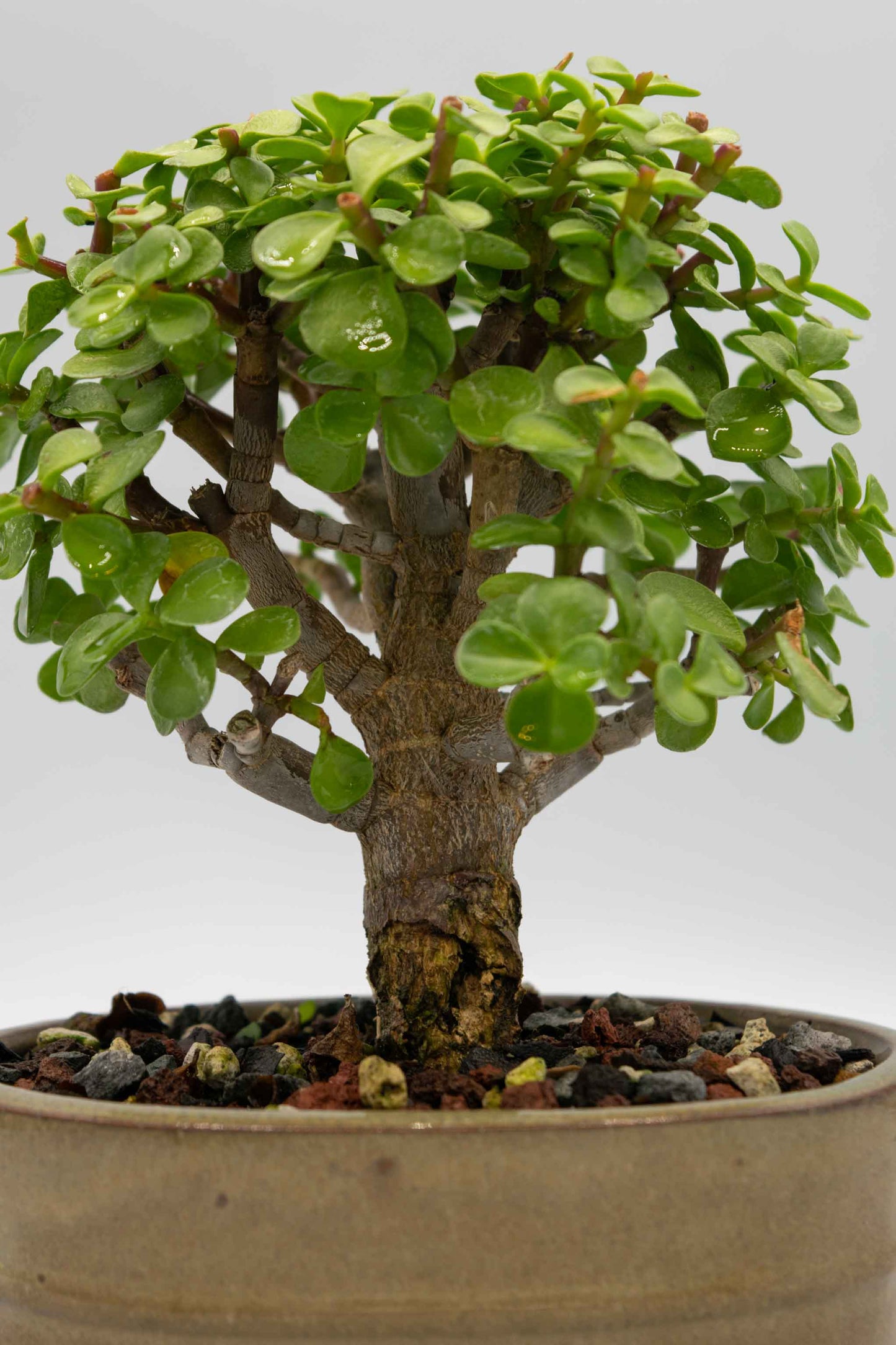 Mini Green Jade Tan Oval Ceramic 6" Pot - One of a Kind Bonsai