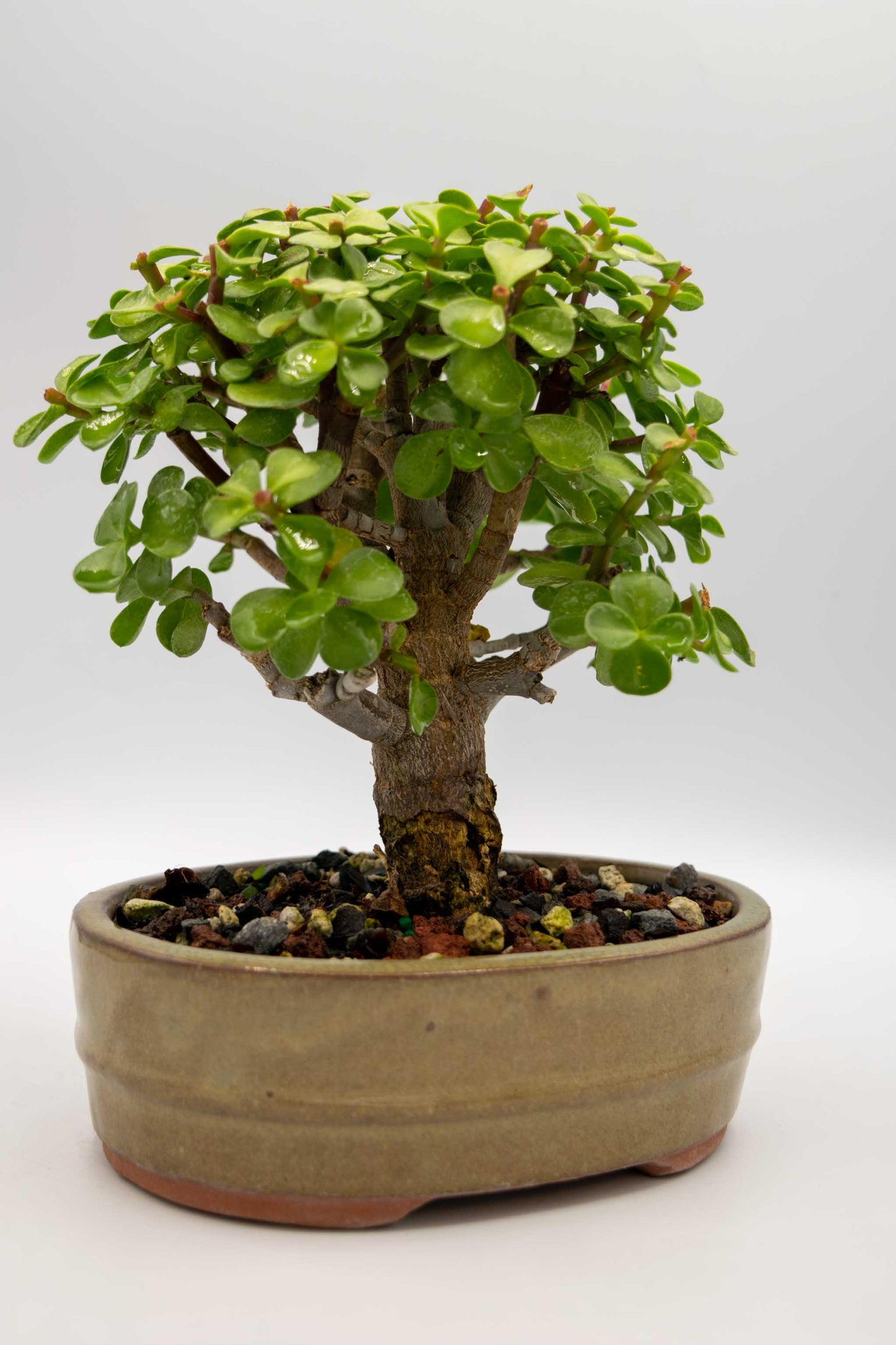Mini Green Jade Tan Oval Ceramic 6" Pot - One of a Kind Bonsai