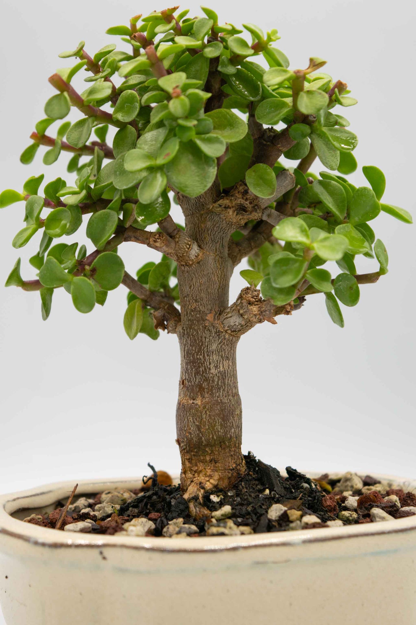 Mini Green Jade White Ceramic 6" Pot - One of a Kind Bonsai