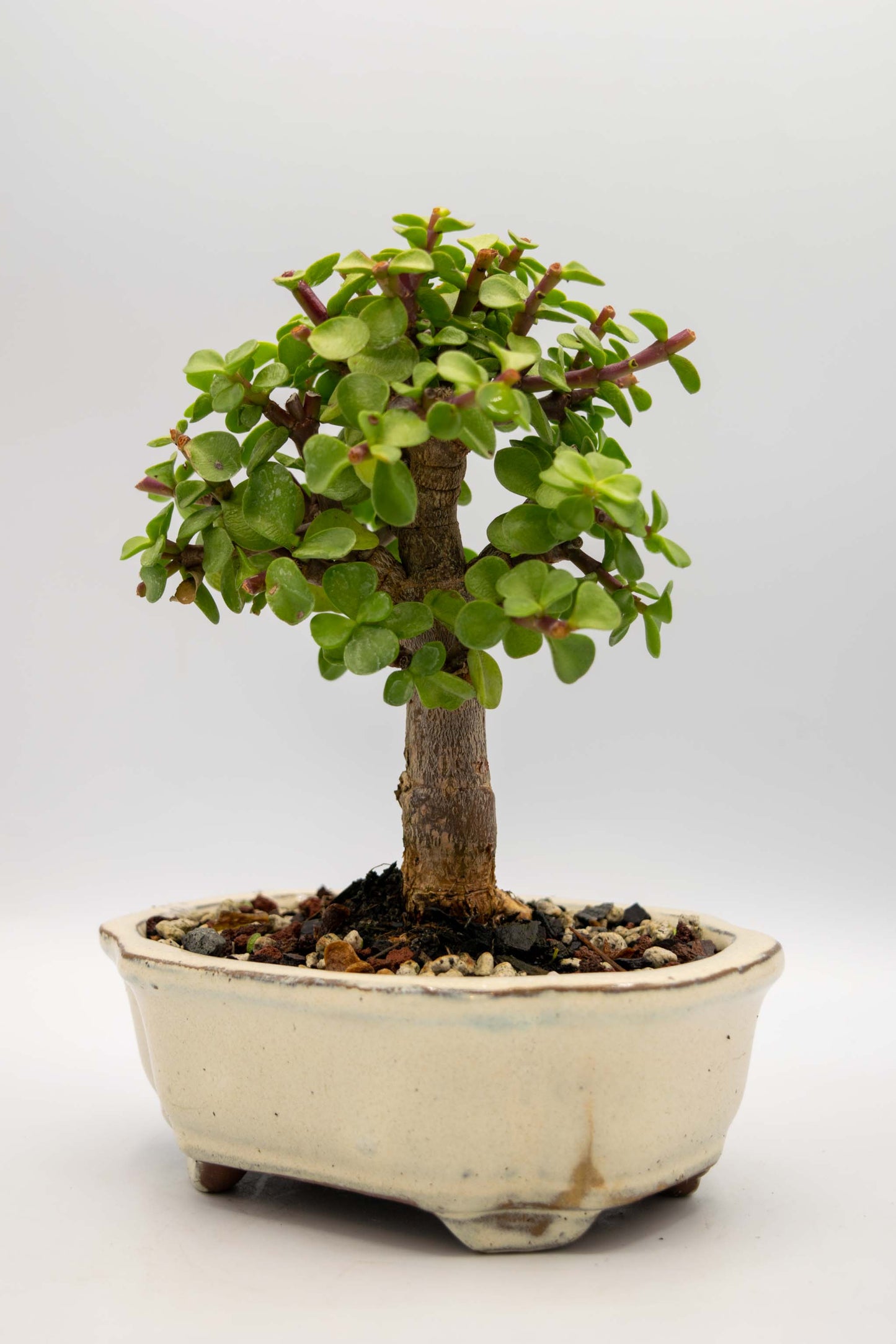 Mini Green Jade White Ceramic 6" Pot - One of a Kind Bonsai