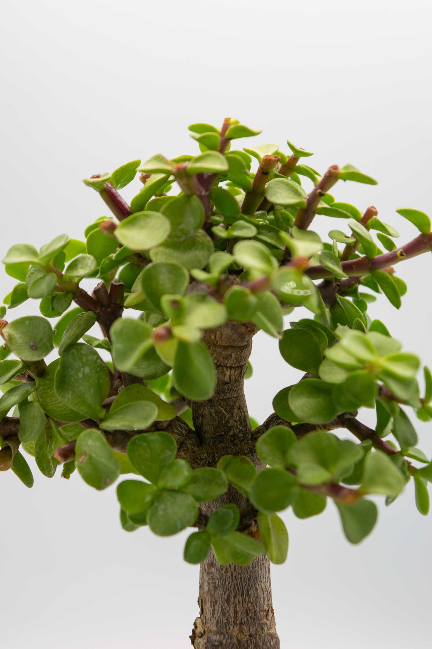 Mini Green Jade White Ceramic 6" Pot - One of a Kind Bonsai