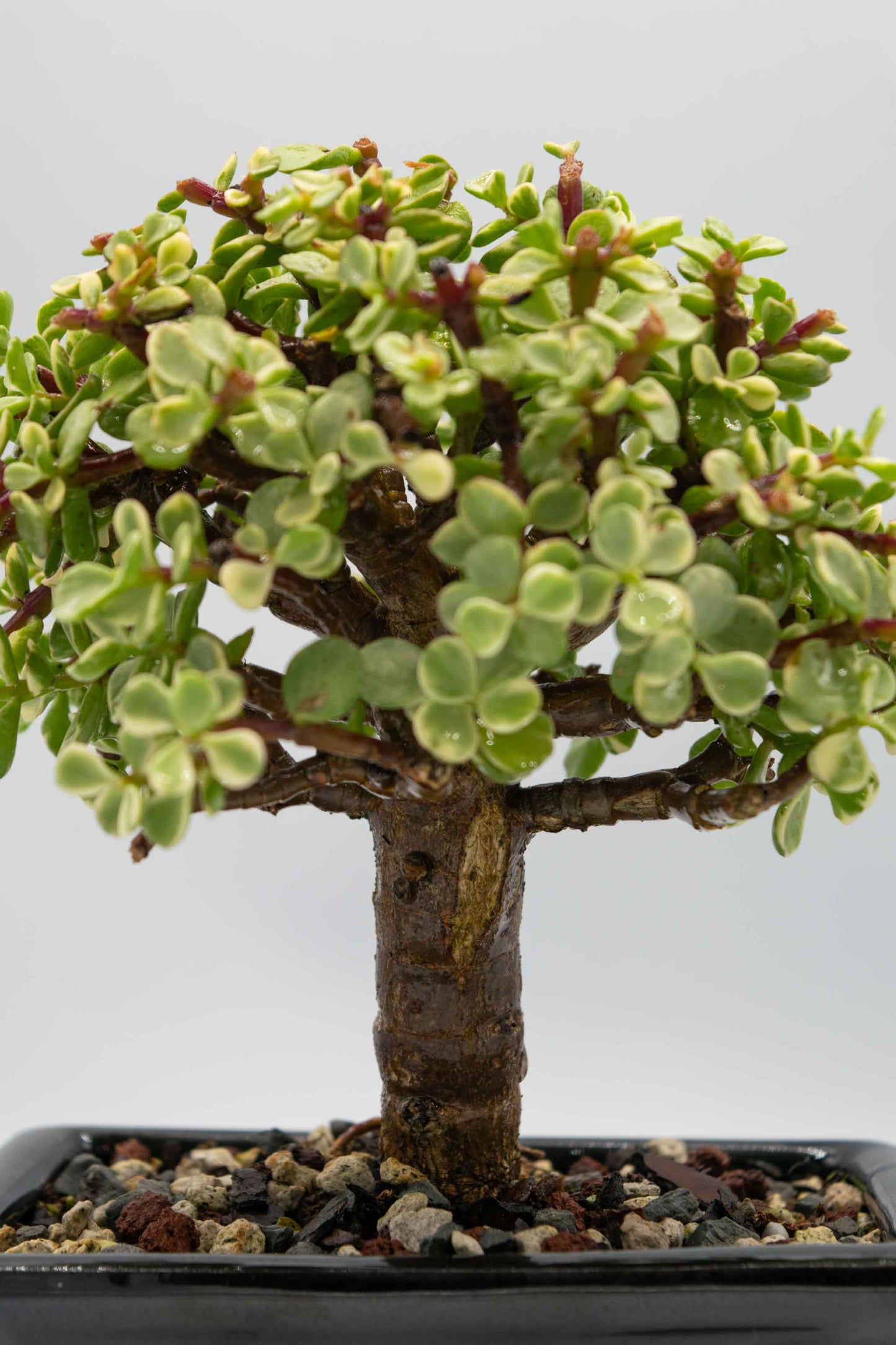 Mini Jade Variegated Black Rectangle Ceramic 6" Pot - One of a Kind Bonsai