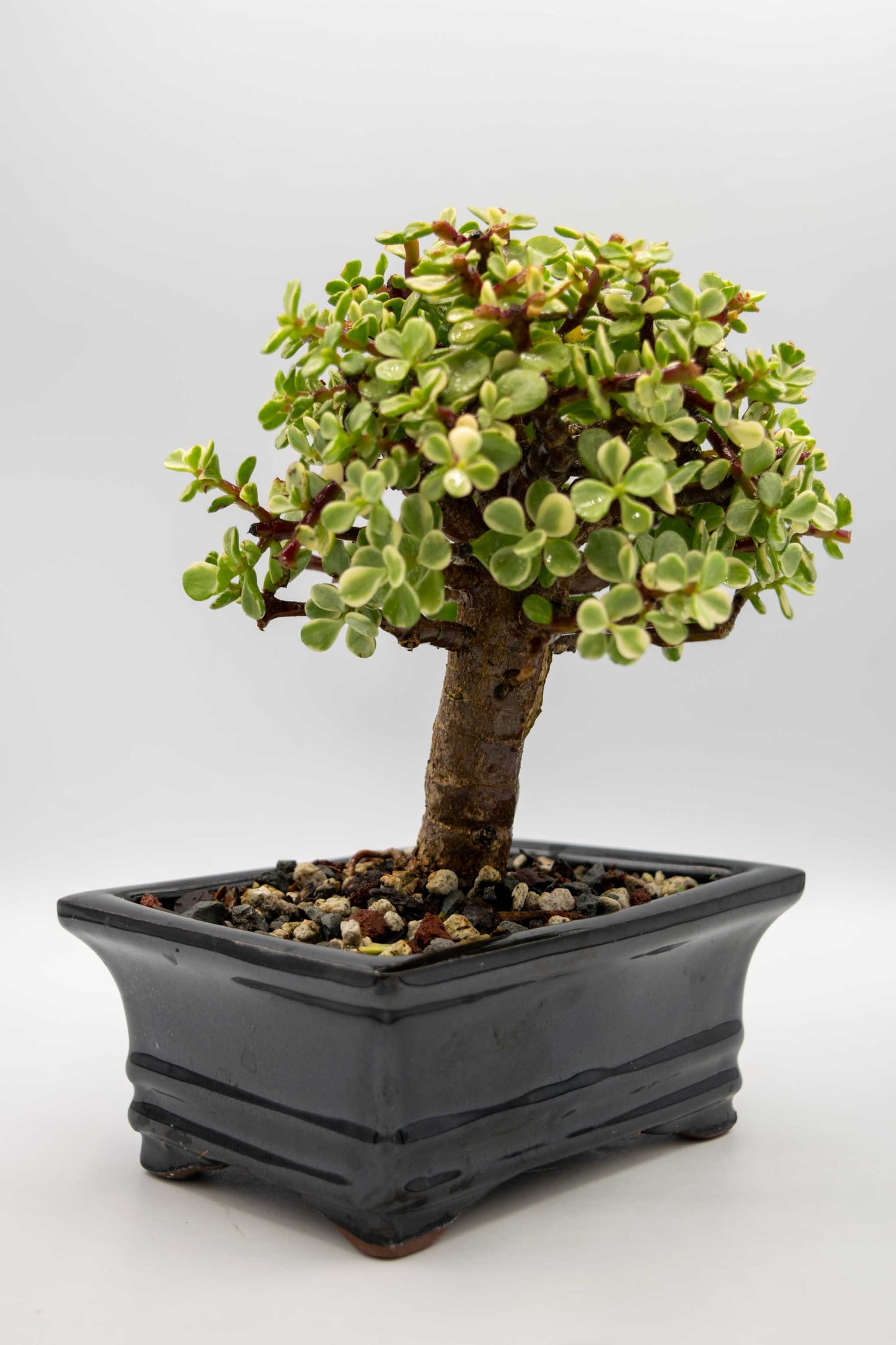 Mini Jade Variegated Black Rectangle Ceramic 6" Pot - One of a Kind Bonsai