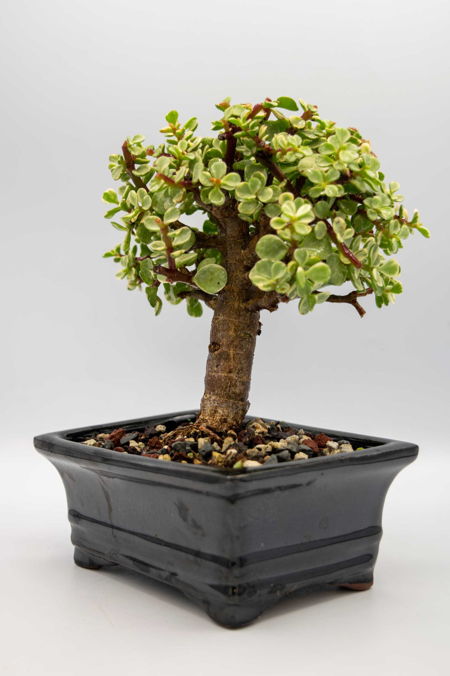 Mini Jade Variegated Black Rectangle Ceramic 6" Pot - One of a Kind Bonsai