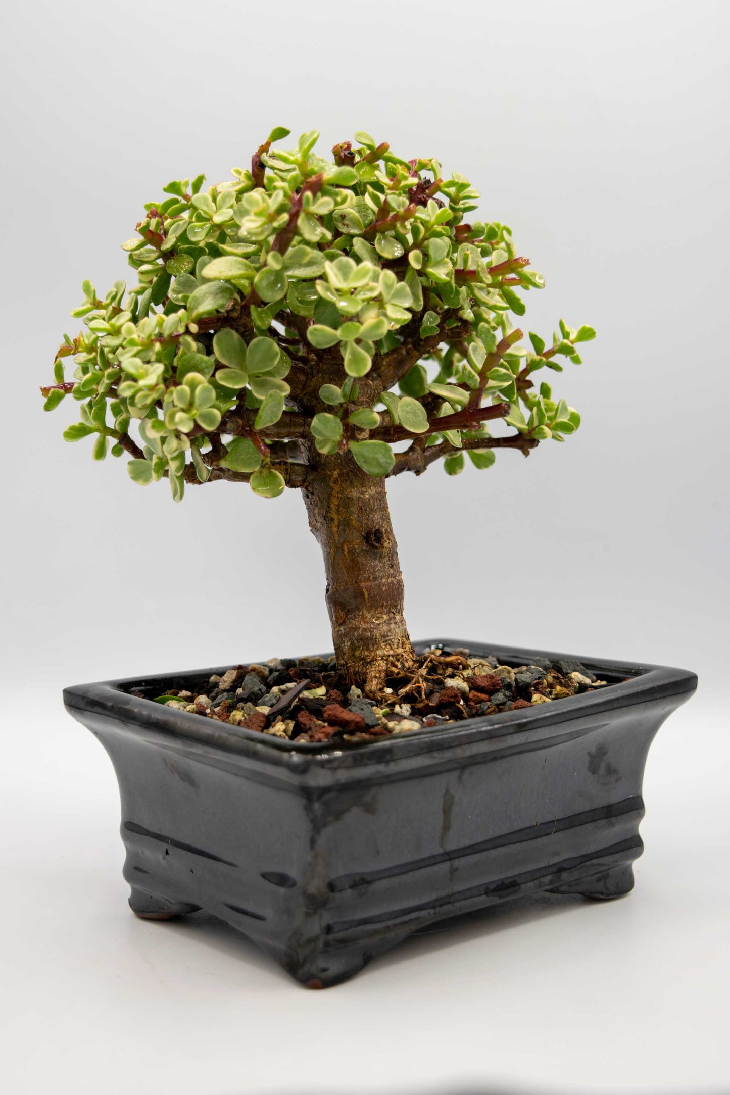 Mini Jade Variegated Black Rectangle Ceramic 6" Pot - One of a Kind Bonsai