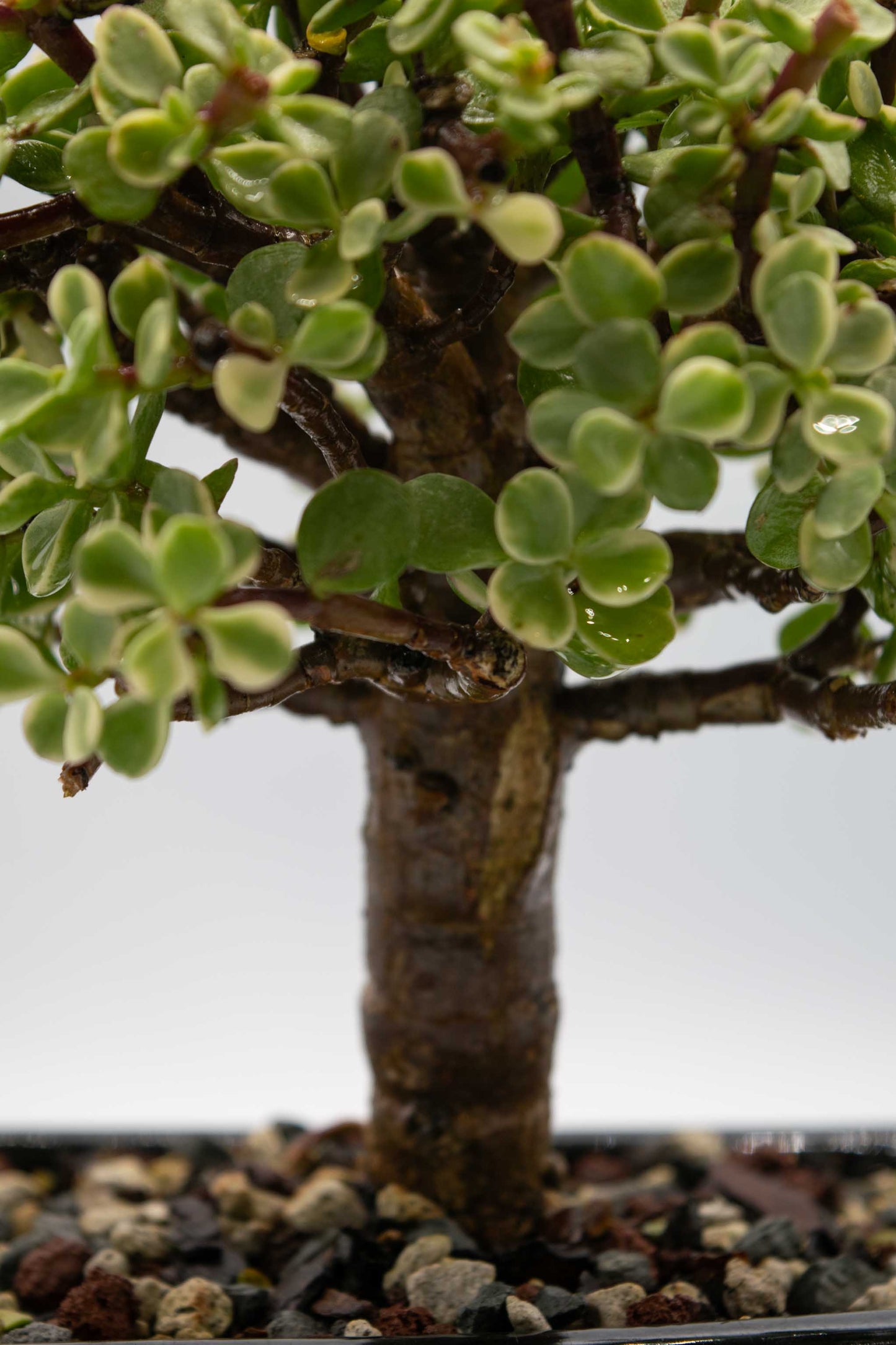 Mini Jade Variegated Black Rectangle Ceramic 6" Pot - One of a Kind Bonsai