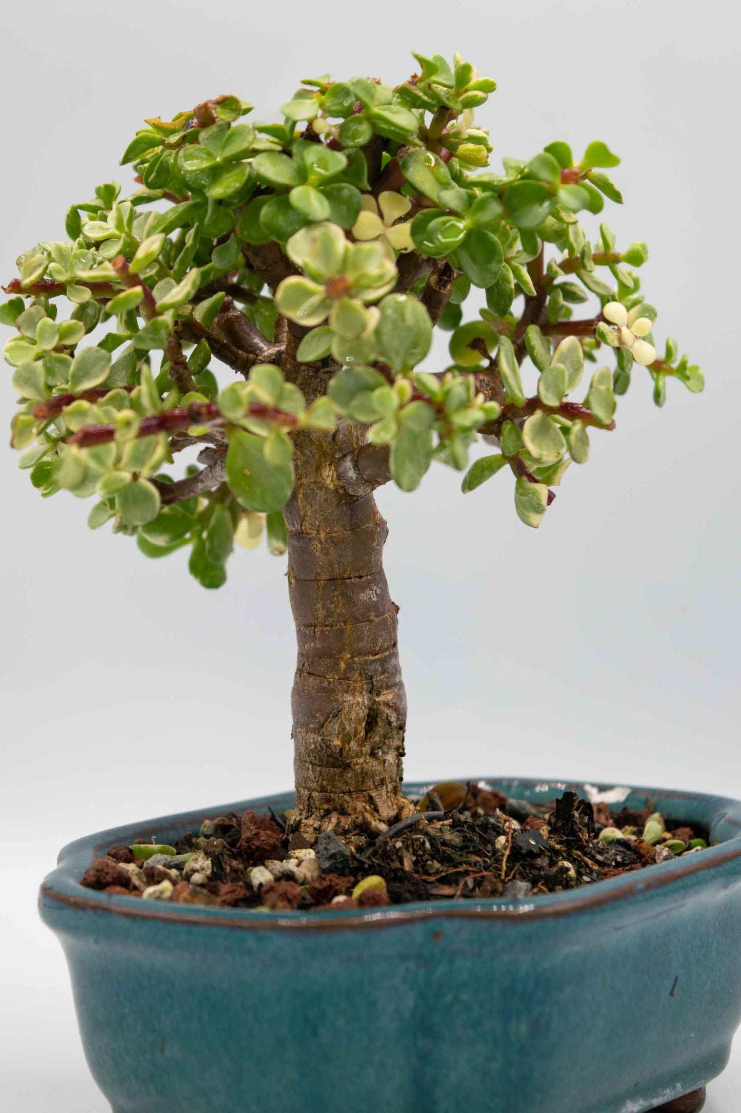 Mini Jade Variegated Blue Green Ceramic 6" Pot - One of a Kind Bonsai