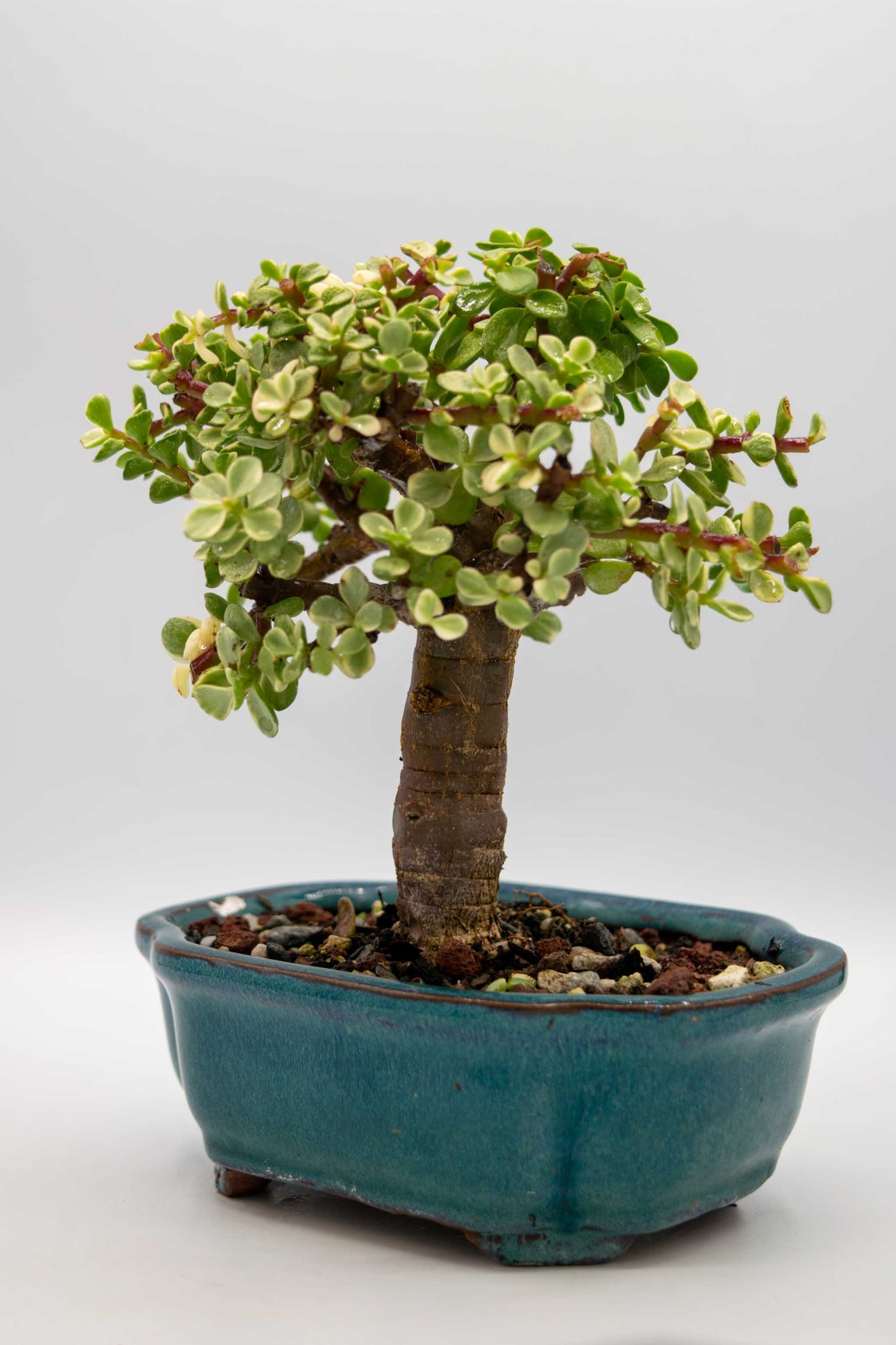 Mini Jade Variegated Blue Green Ceramic 6" Pot - One of a Kind Bonsai