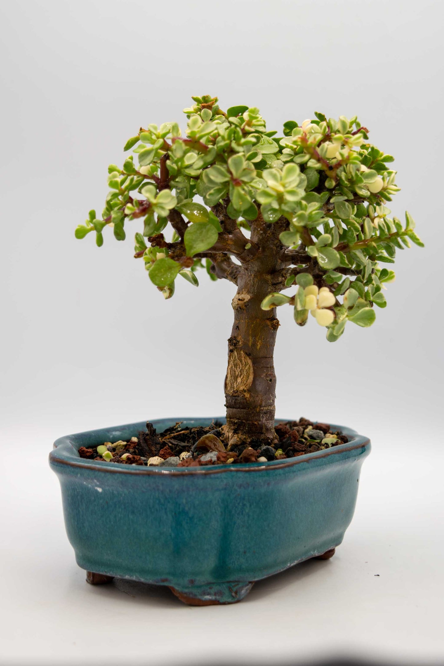 Mini Jade Variegated Blue Green Ceramic 6" Pot - One of a Kind Bonsai
