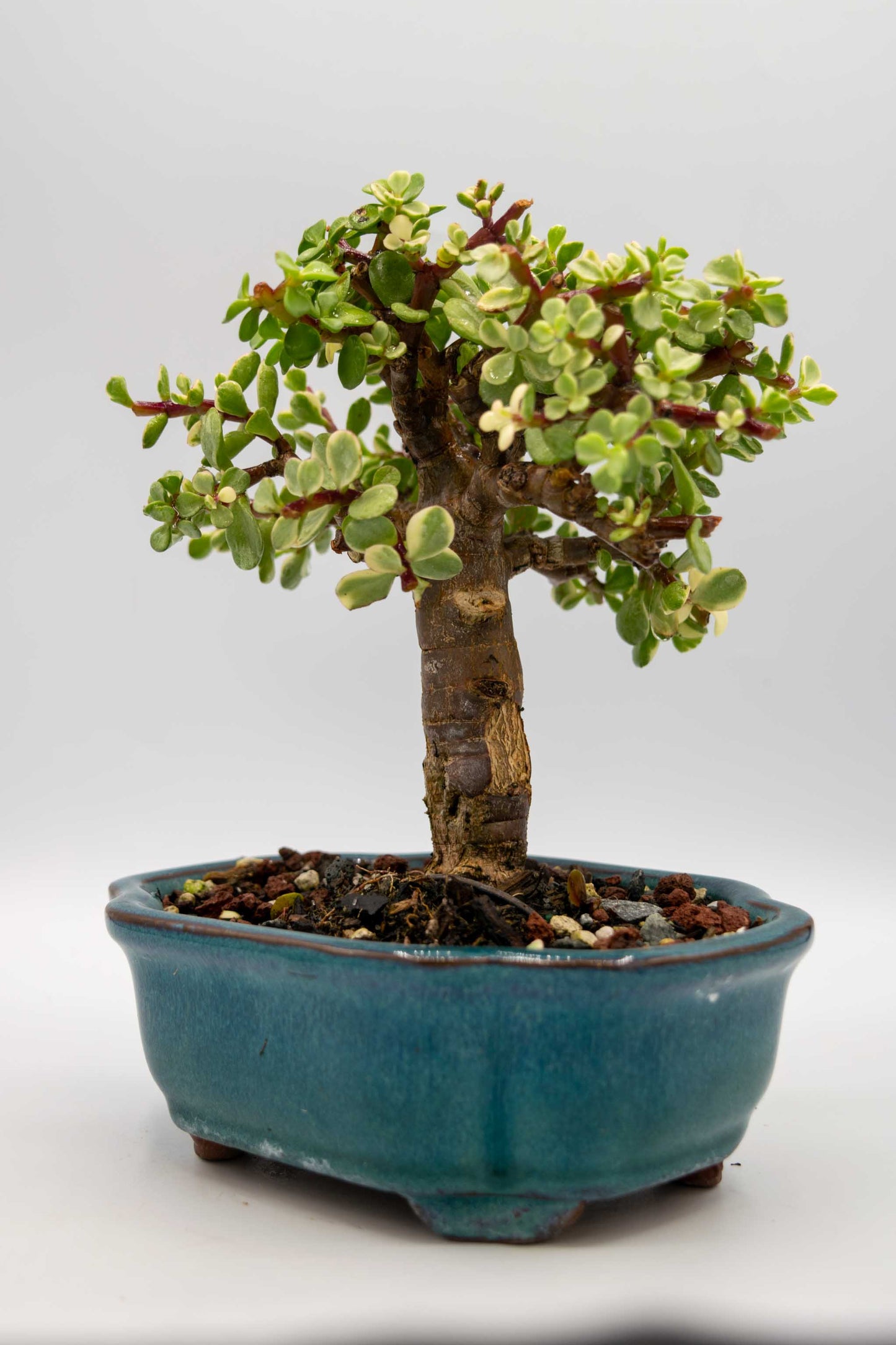 Mini Jade Variegated Blue Green Ceramic 6" Pot - One of a Kind Bonsai