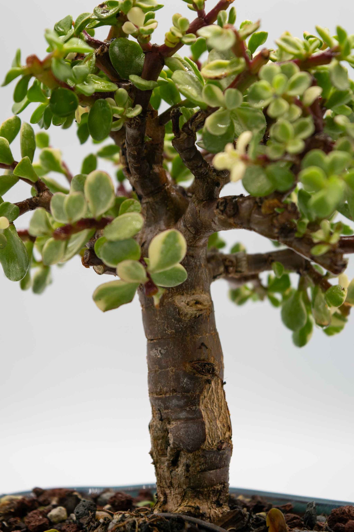 Mini Jade Variegated Blue Green Ceramic 6" Pot - One of a Kind Bonsai