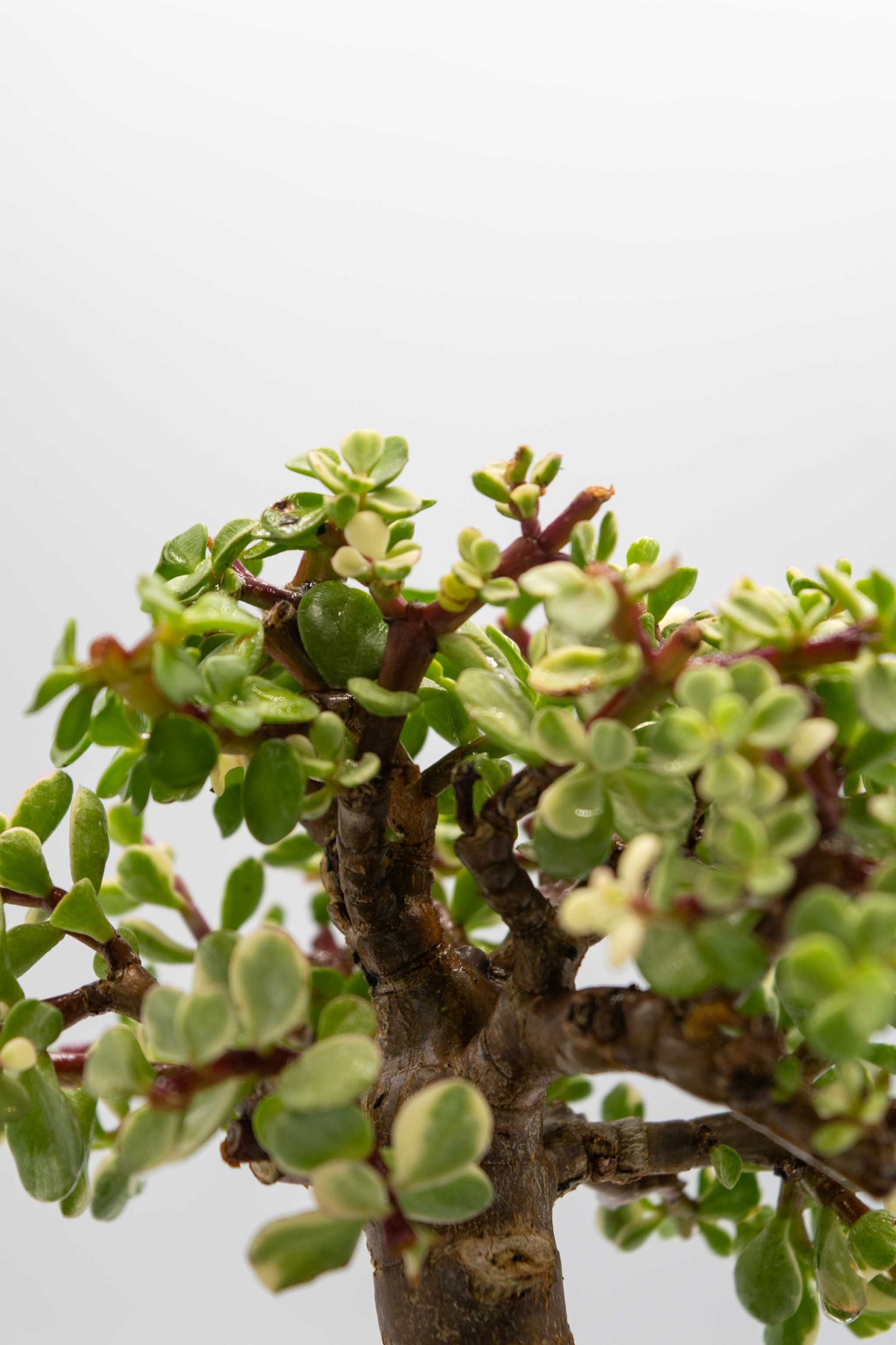 Mini Jade Variegated Blue Green Ceramic 6" Pot - One of a Kind Bonsai
