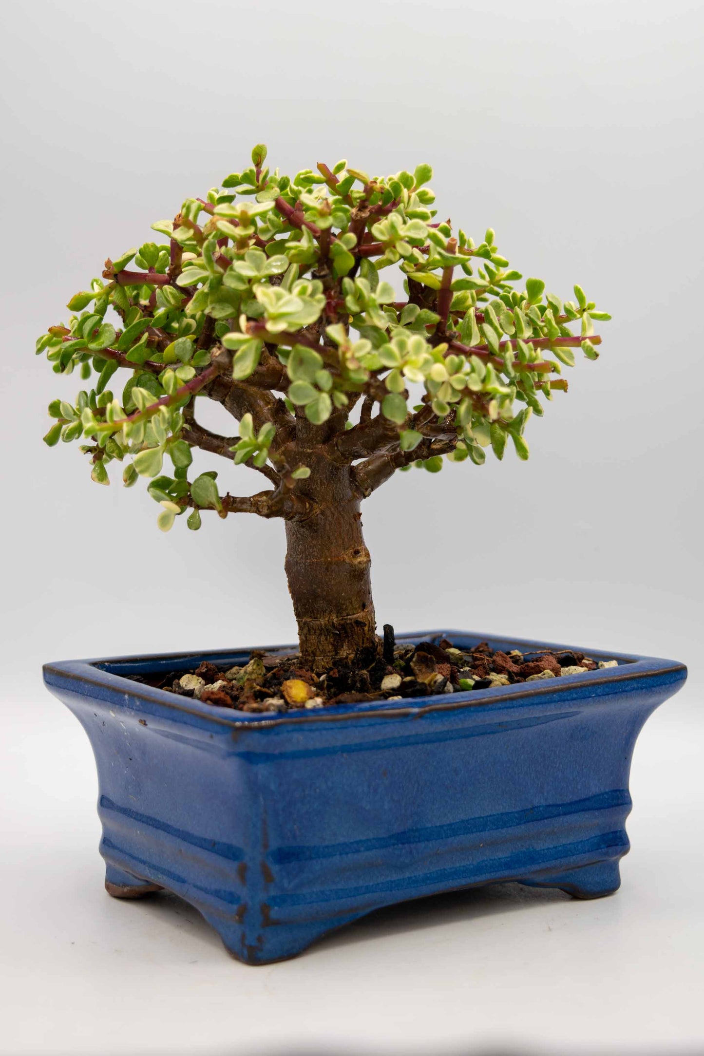 Mini Jade Variegated Blue Rectangle Ceramic 6" Pot - One of a Kind Bonsai