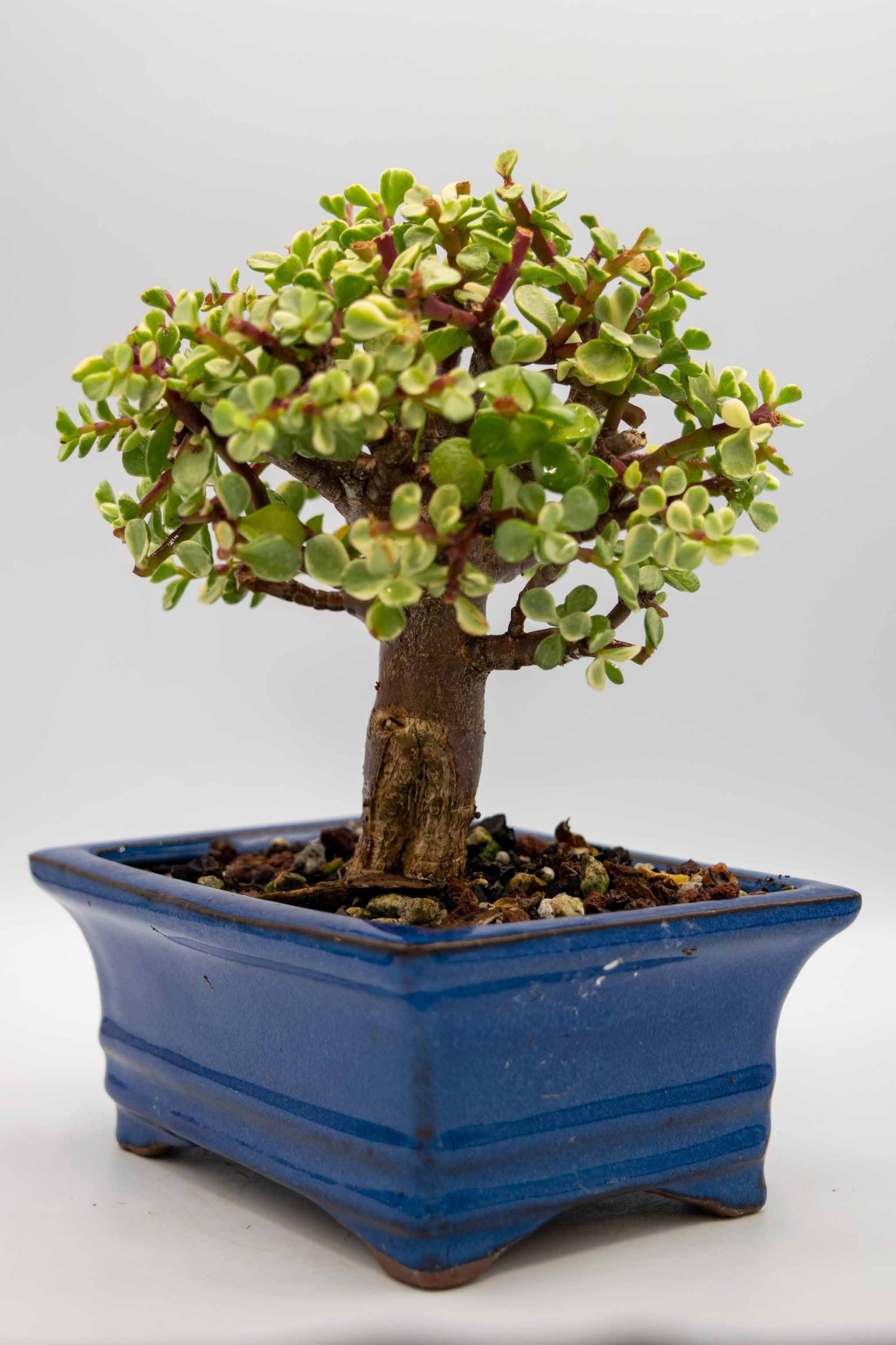 Mini Jade Variegated Blue Rectangle Ceramic 6" Pot - One of a Kind Bonsai