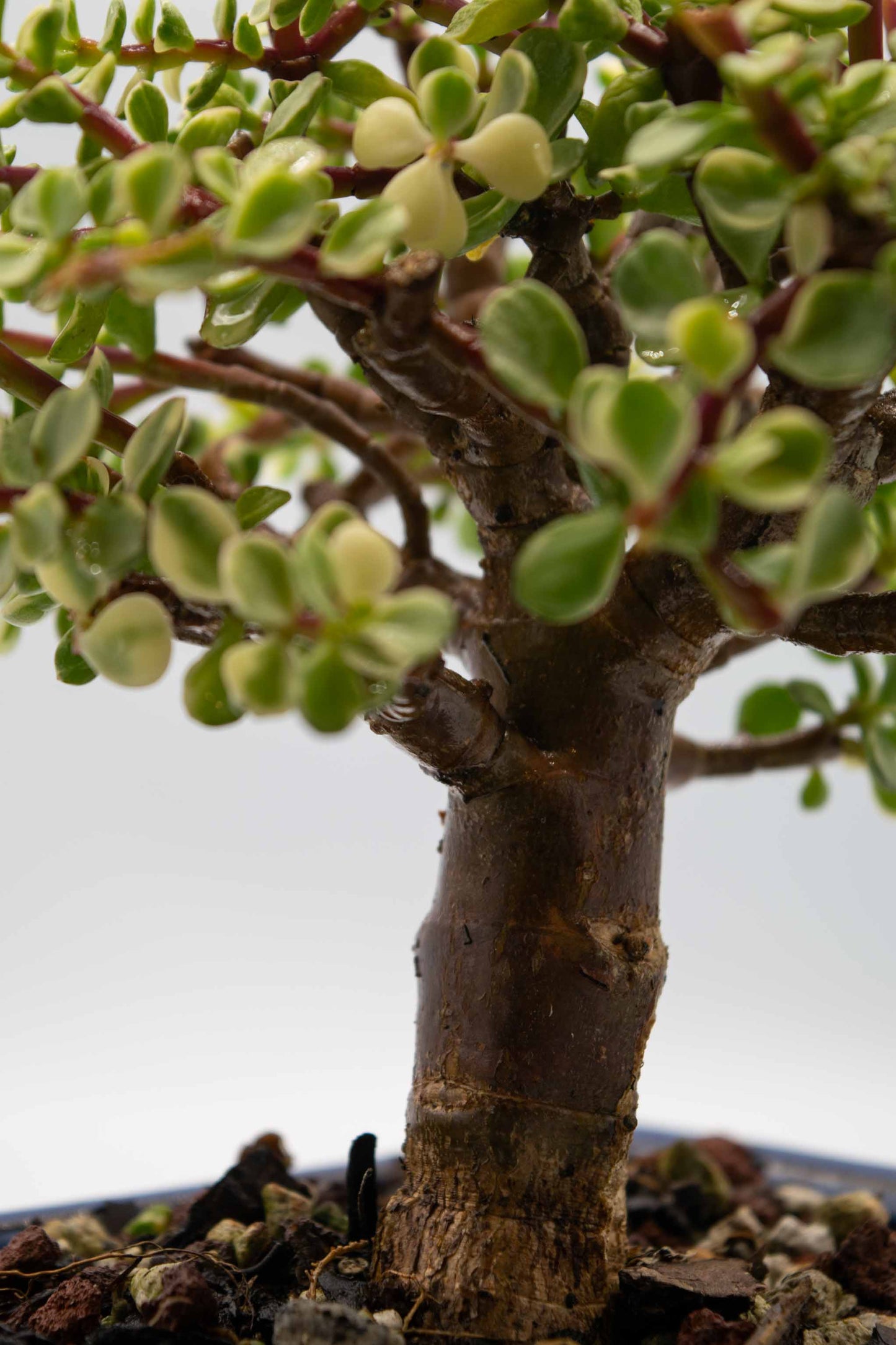 Mini Jade Variegated Blue Rectangle Ceramic 6" Pot - One of a Kind Bonsai