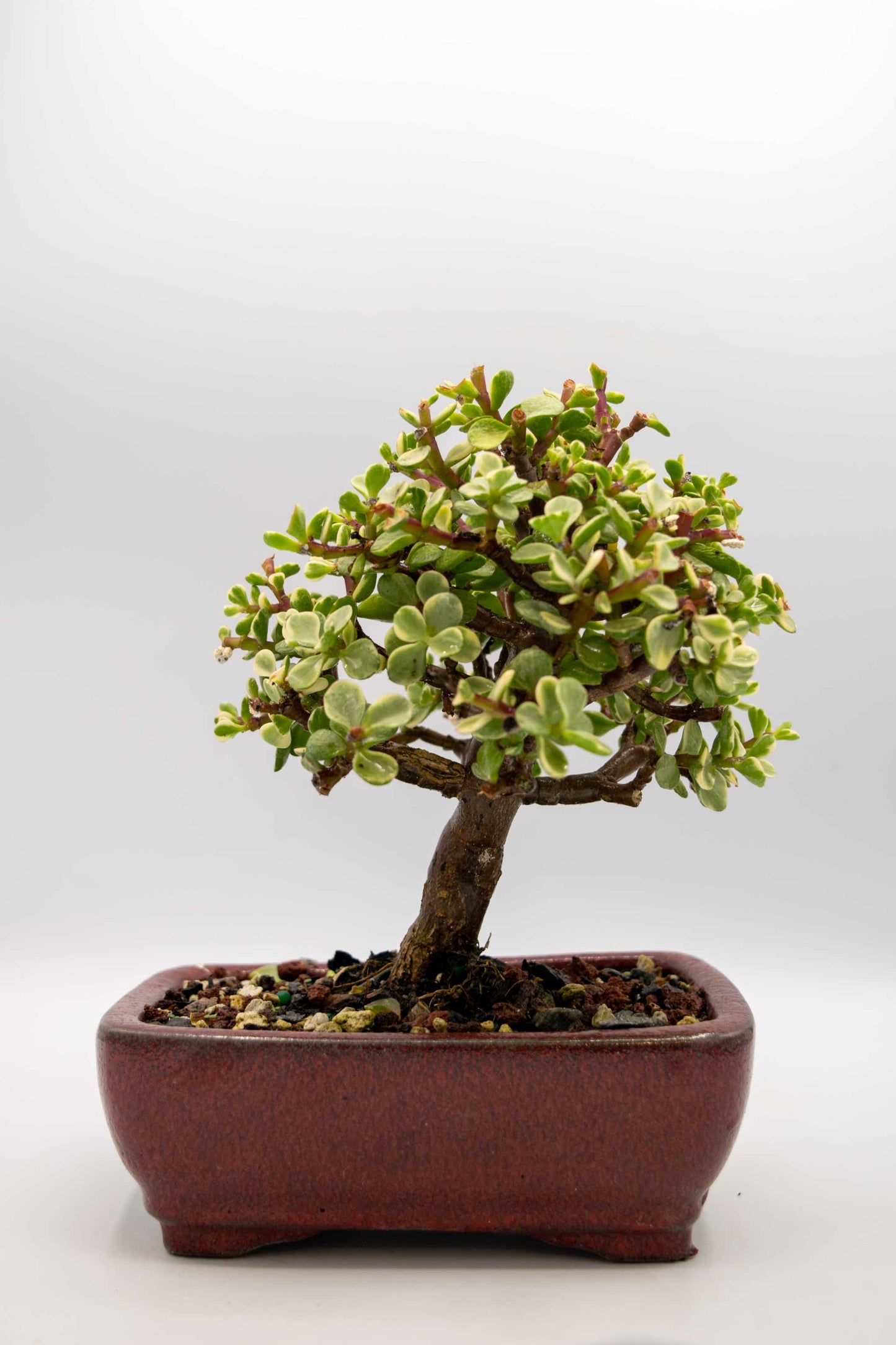 Mini Jade Variegated Red Rectangle Rounded Ceramic 6" Pot - One of a Kind Bonsai