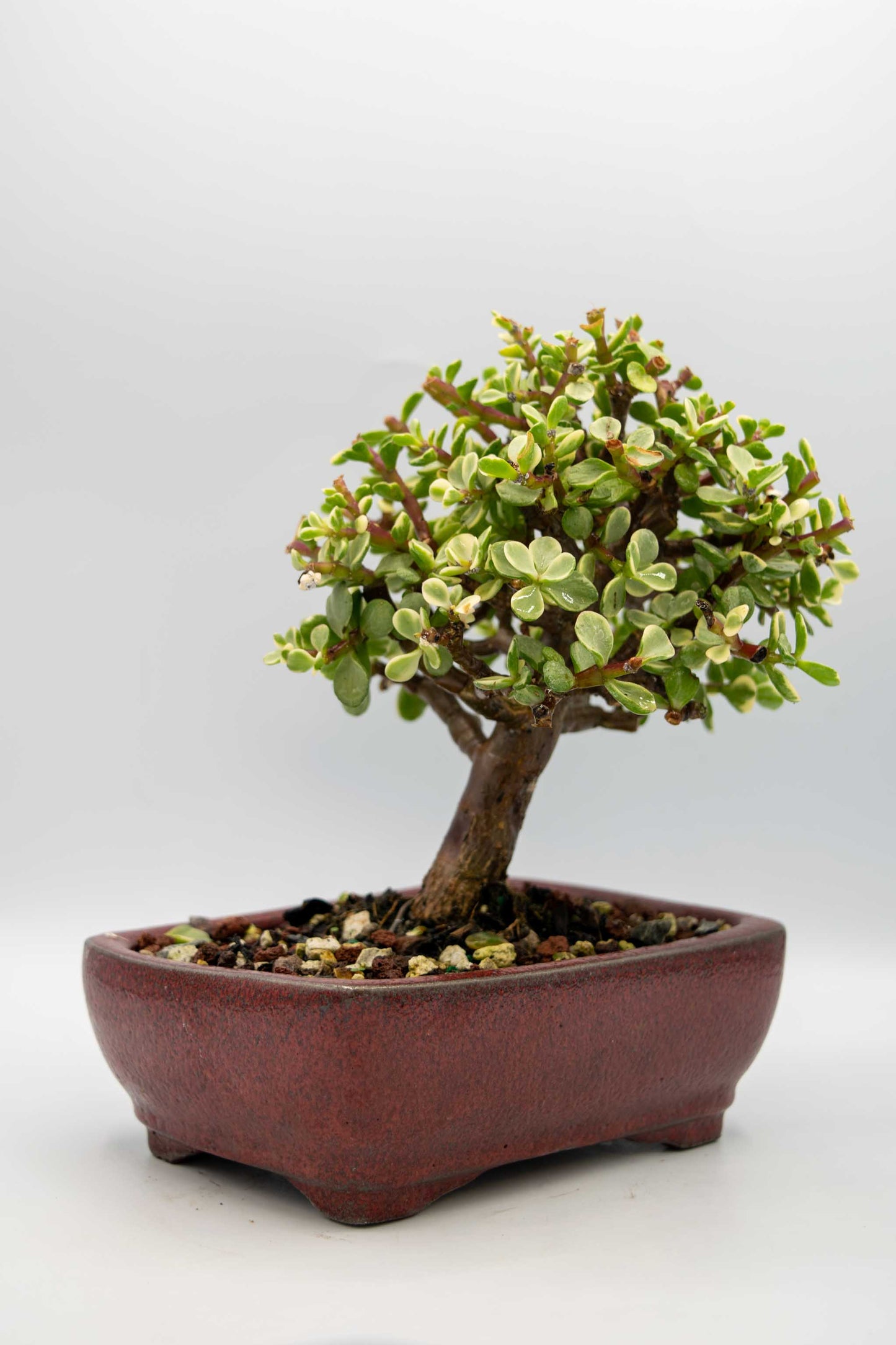 Mini Jade Variegated Red Rectangle Rounded Ceramic 6" Pot - One of a Kind Bonsai