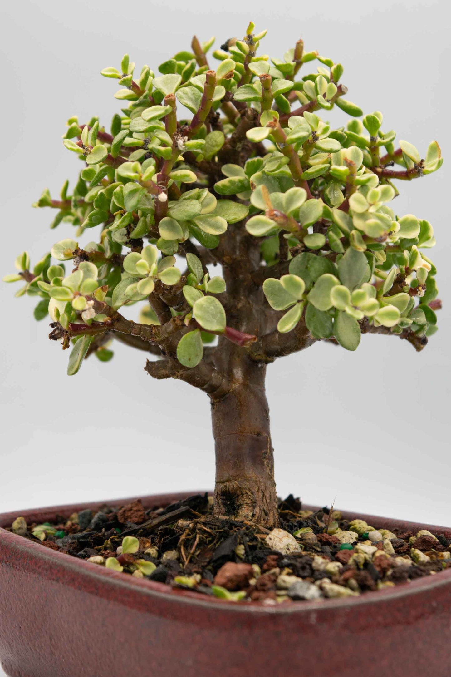 Mini Jade Variegated Red Rectangle Rounded Ceramic 6" Pot - One of a Kind Bonsai