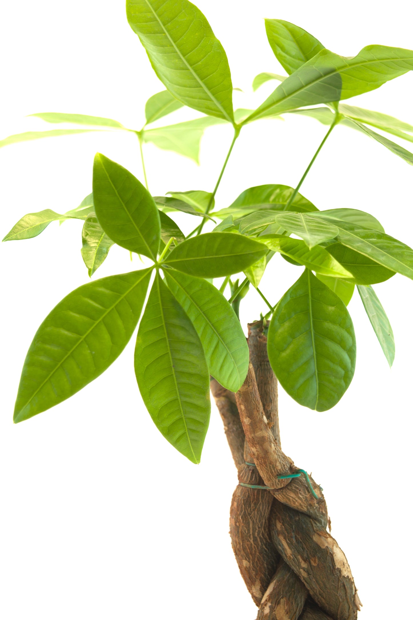 Money Tree in 4"grow pot