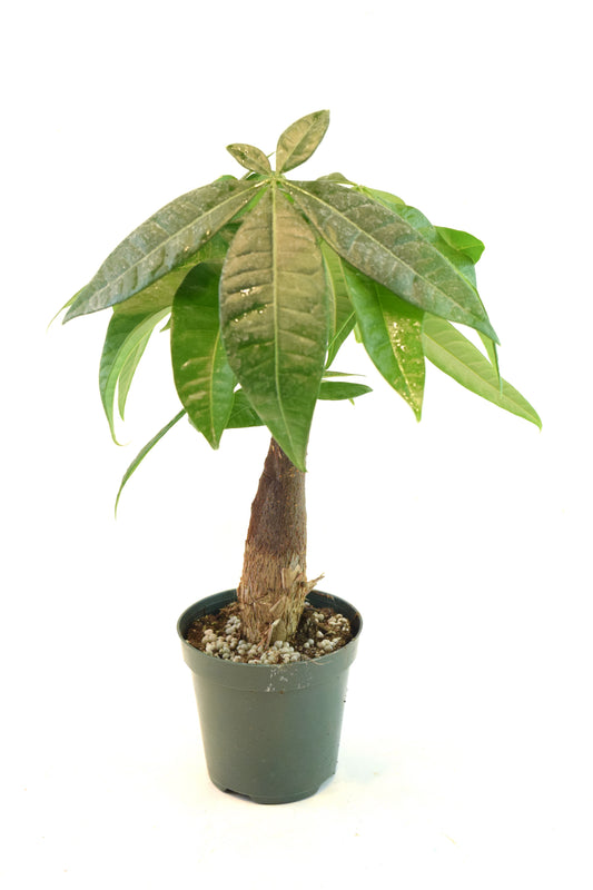 Money Tree Stump in a 4"grow pot