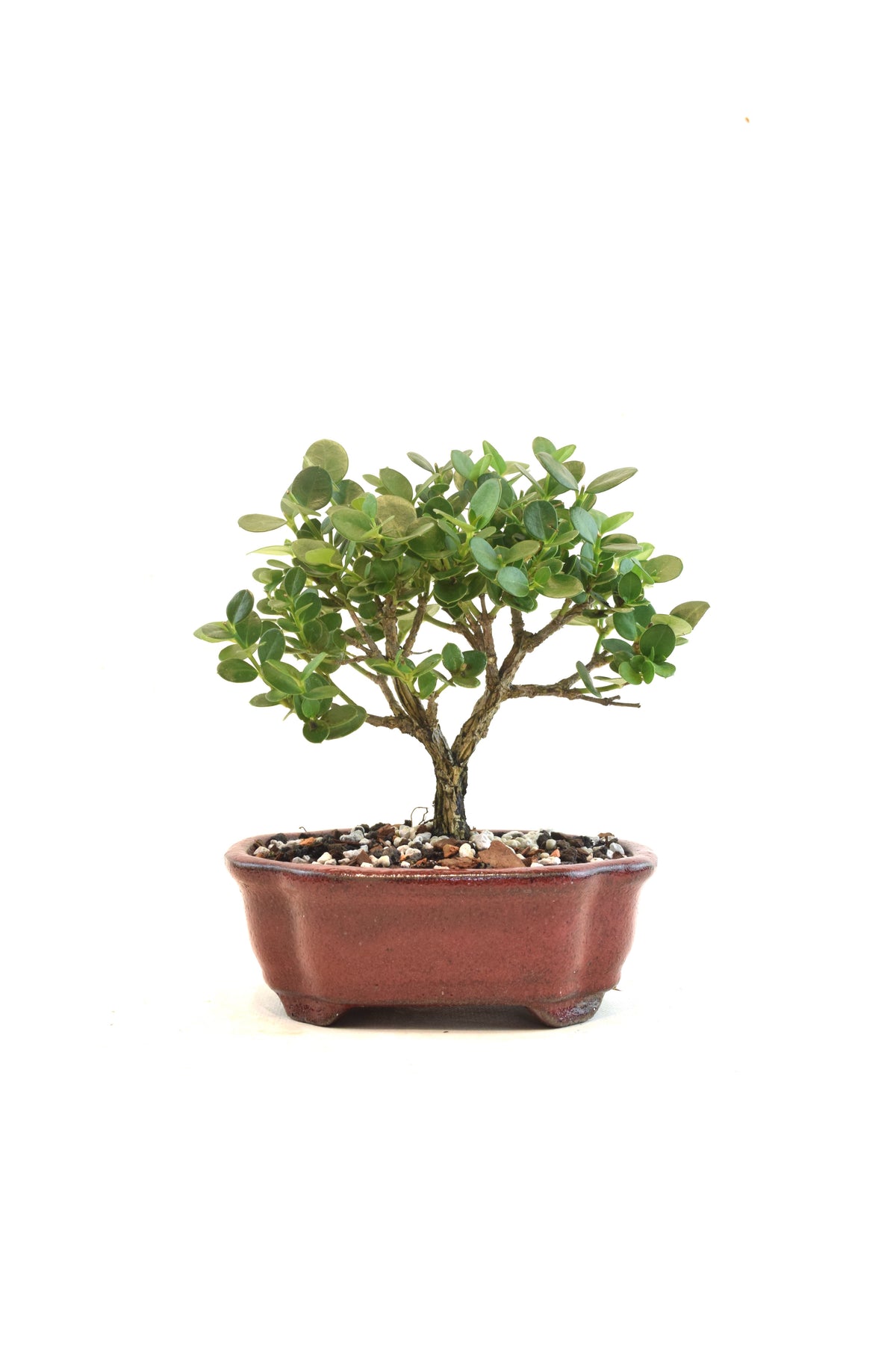 Natal Plum Bonsai Ceramic 6" Pot - One of a Kind Bonsai