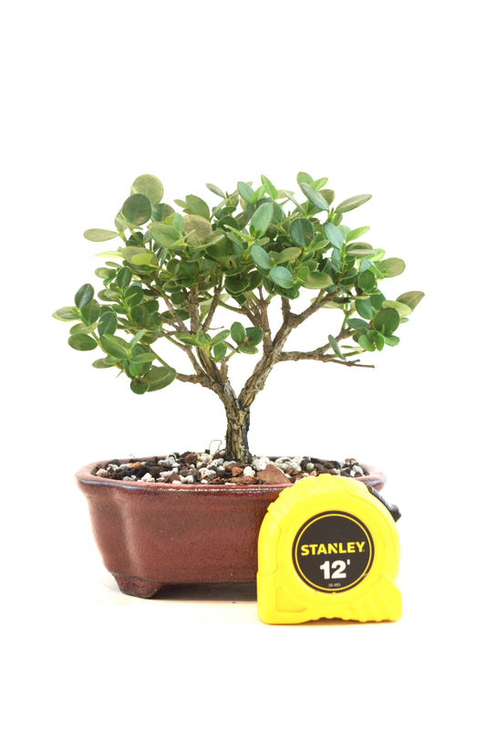 Natal Plum Bonsai Ceramic 6" Pot - One of a Kind Bonsai
