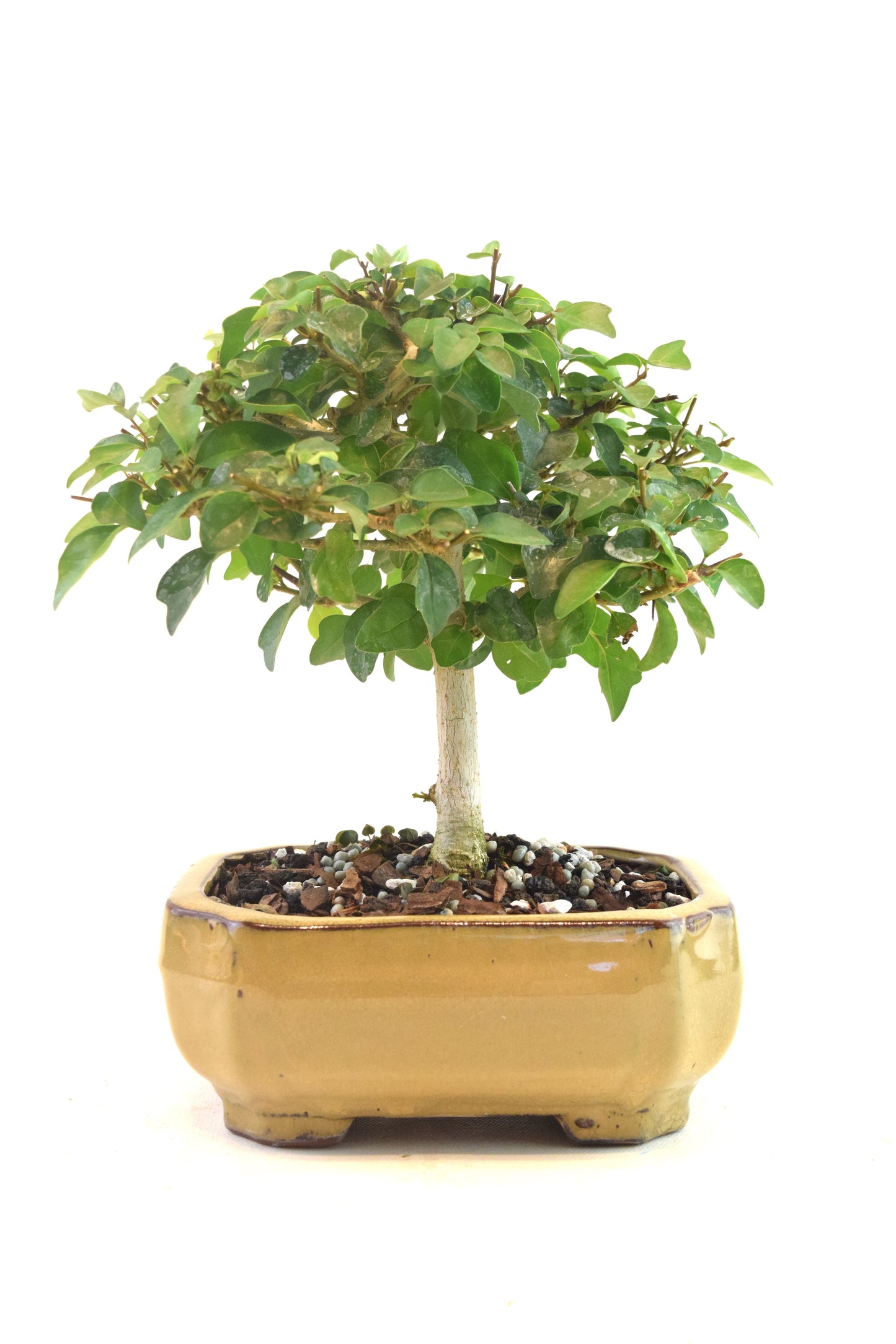 Parrots Beak Bonsai Tree in 6" Pot - One of a Kind Bonsai