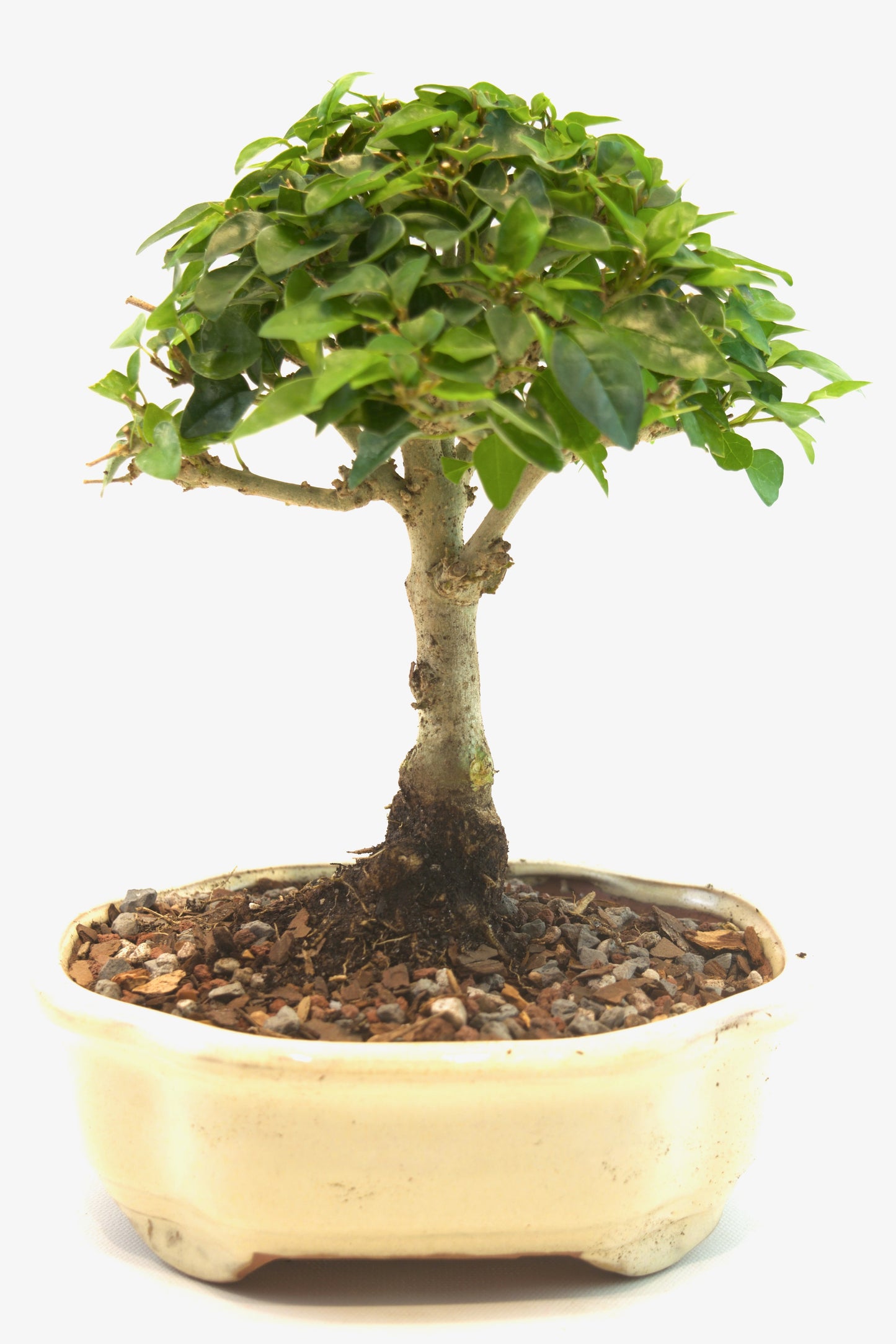 Parrots Beak Bonsai Tree in 6" Pot - One of a Kind Bonsai