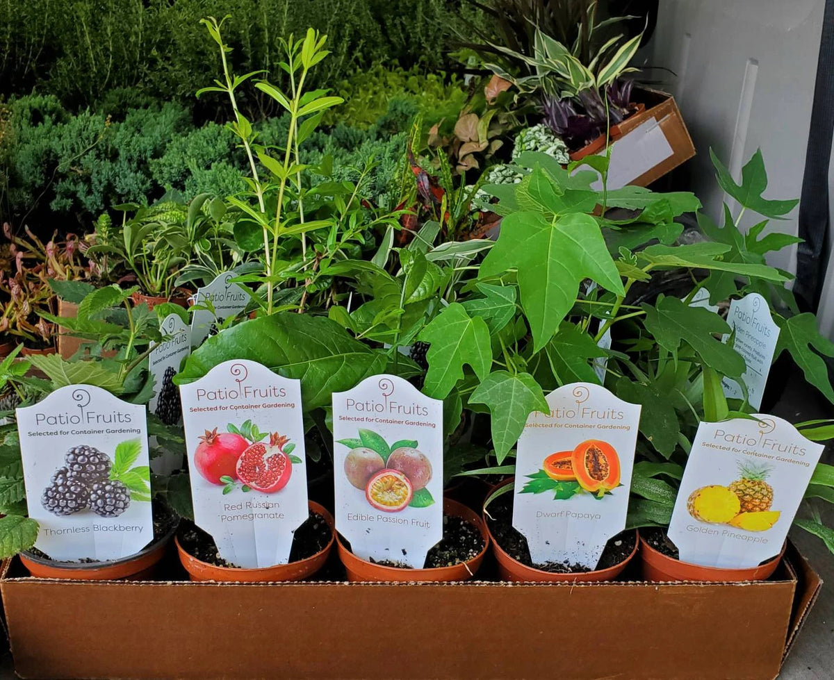 Patio Fruits – 4" Starter Fruit Plants