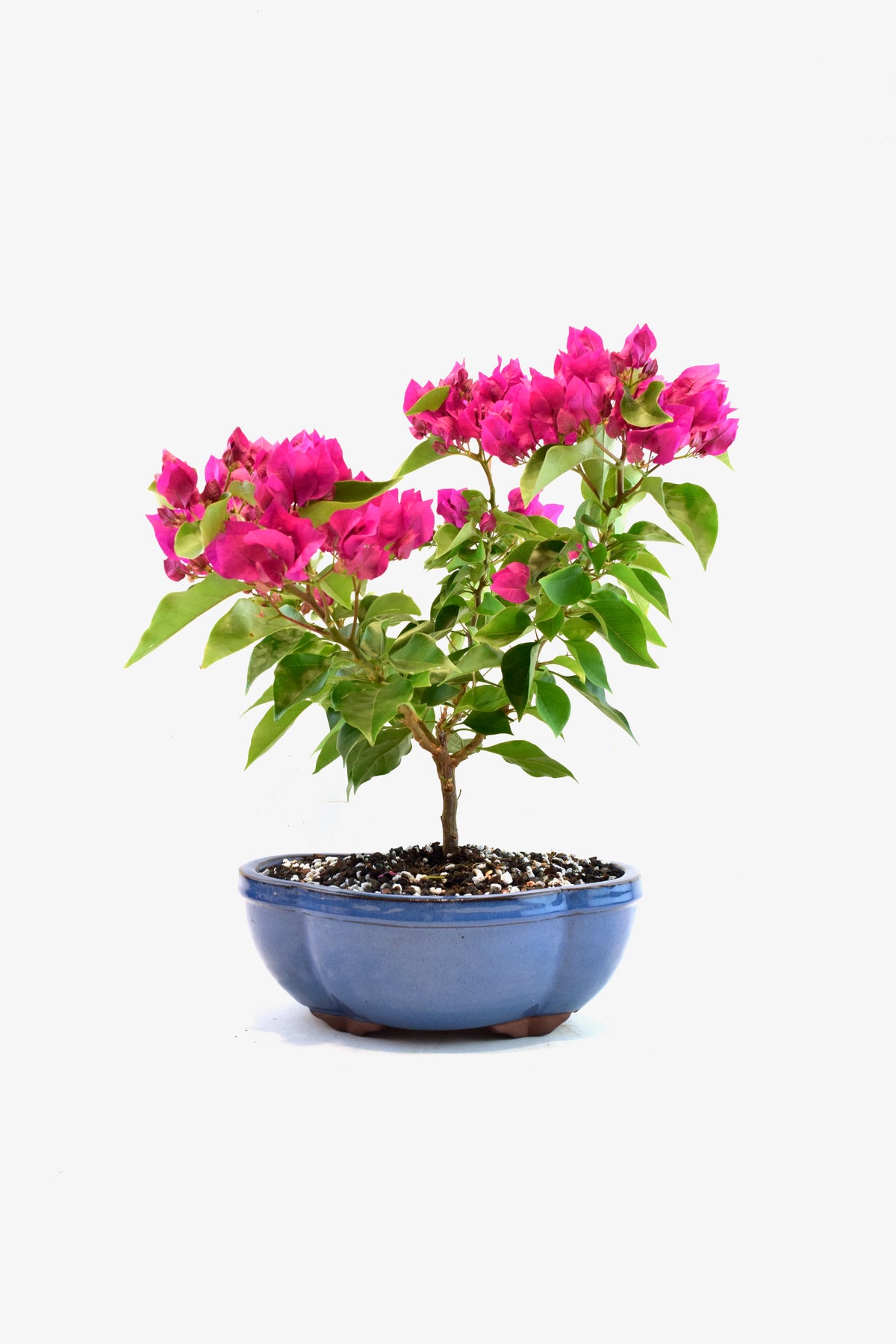 Pink Bougainvillea Bonsai Tree in 10" Pot - One of a Kind Bonsai