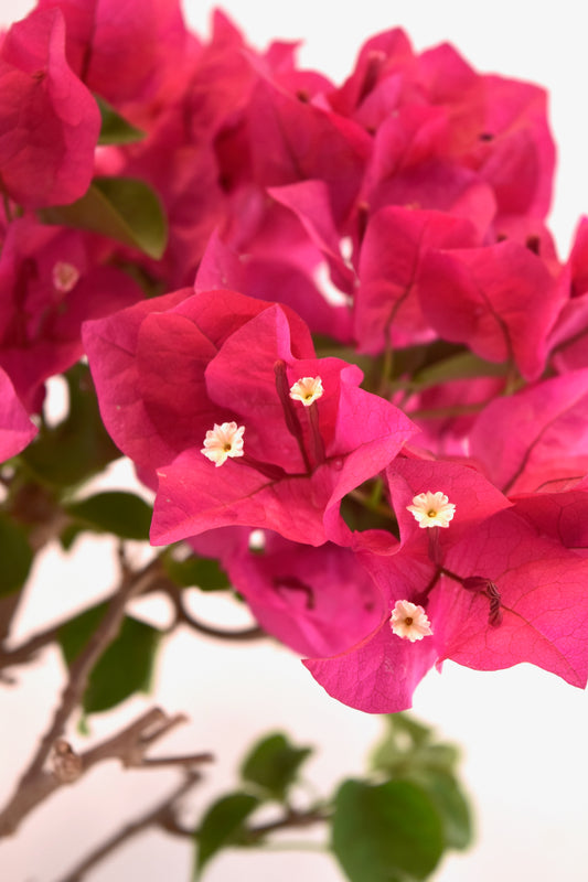 Pink Bougainvillea Bonsai Tree in 7" Pot - One of a Kind Bonsai