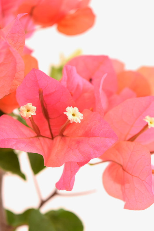 Pink Bougainvillea Bonsai Tree in 7" Pot - One of a Kind Bonsai