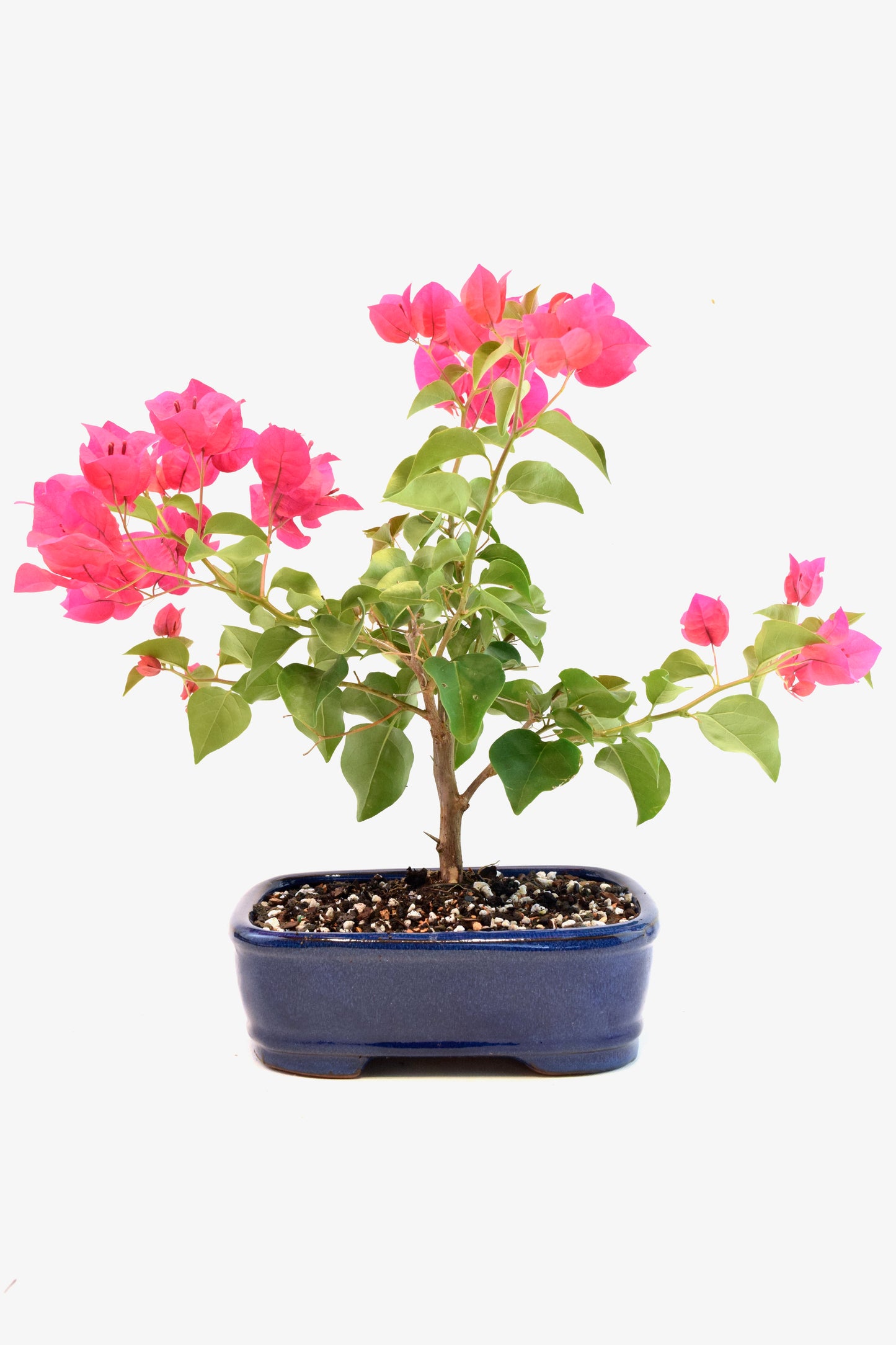 Pink Bougainvillea Bonsai Tree in 8" Pot - One of a Kind Bonsai