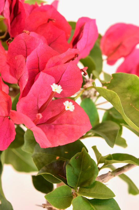 Pink Bougainvillea Bonsai Tree in 8" Pot - One of a Kind Bonsai