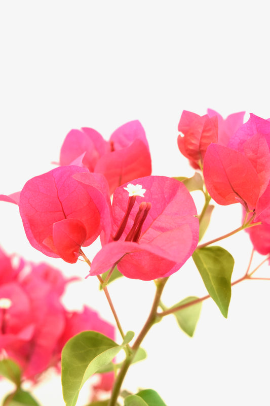 Pink Bougainvillea Bonsai Tree in 8" Pot - One of a Kind Bonsai
