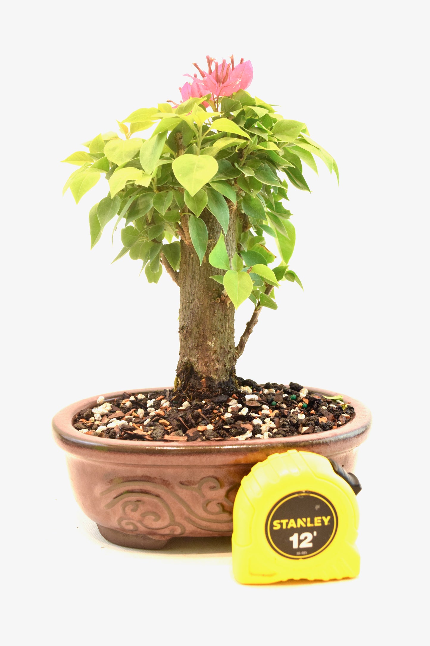 Pink Bougainvillea Bonsai Tree in 7" Pot - One of a Kind Bonsai