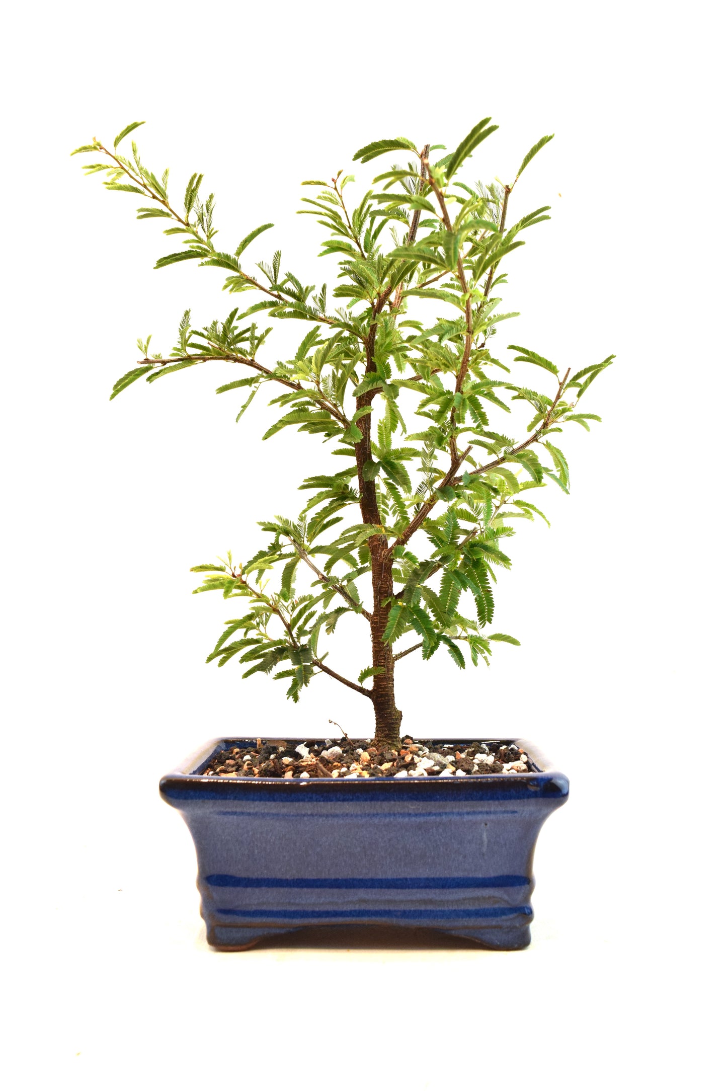 Pink Powderpuff Bonsai 6" Pot - One of a Kind Bonsai