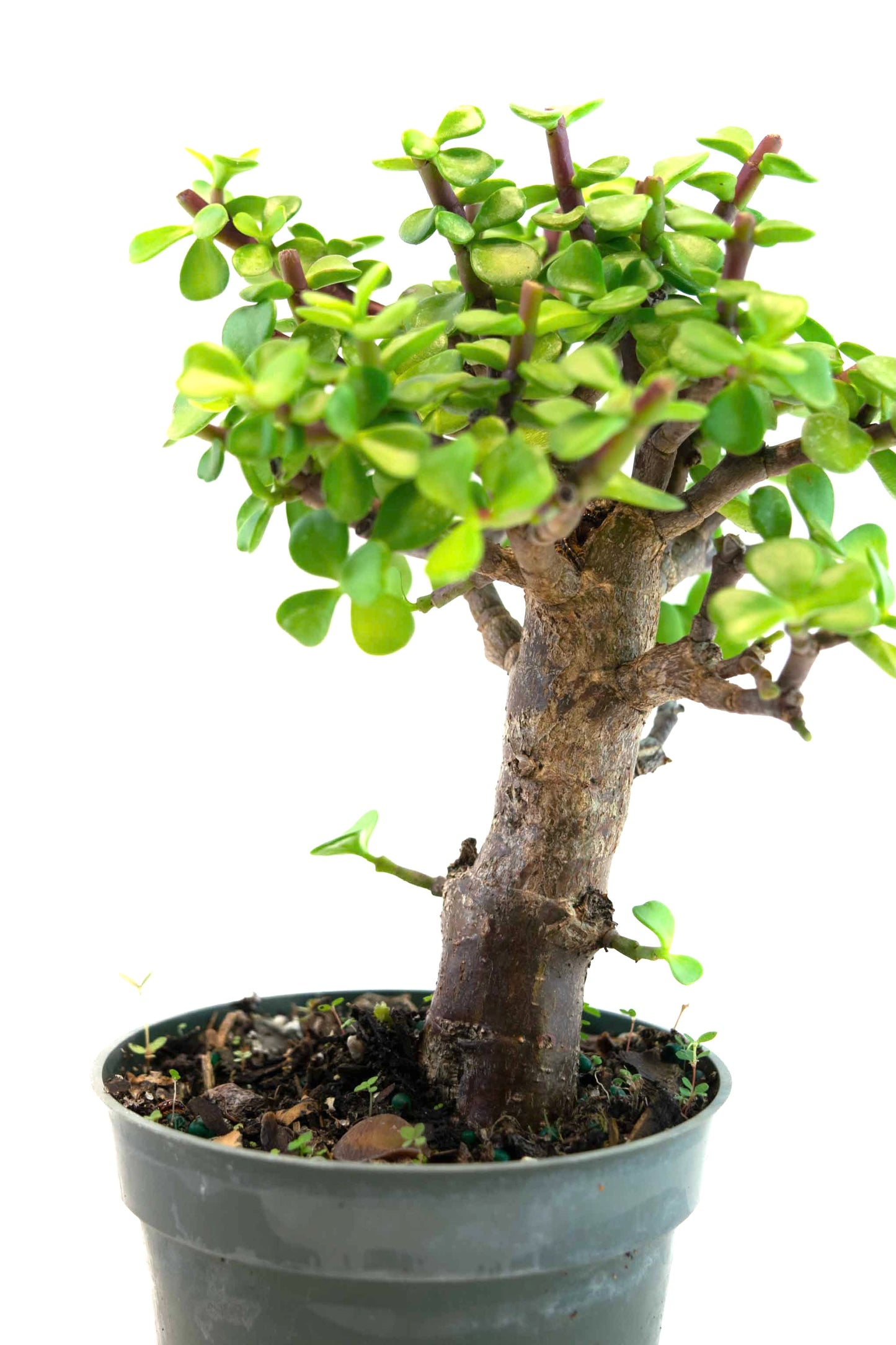 Dwarf Jade Live Pre-Bonsai in 4" Pot