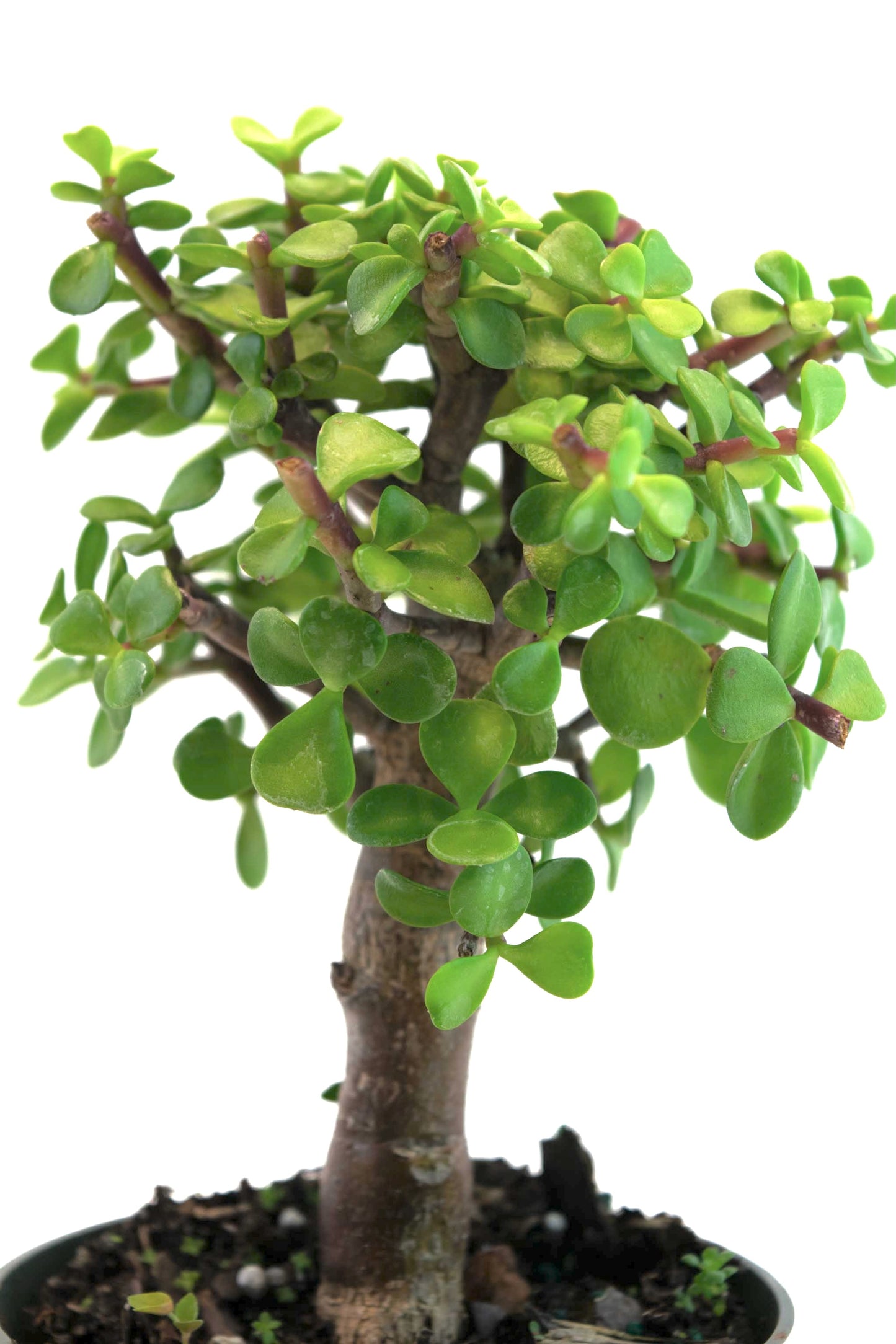 Dwarf Jade Live Pre-Bonsai in 4" Pot