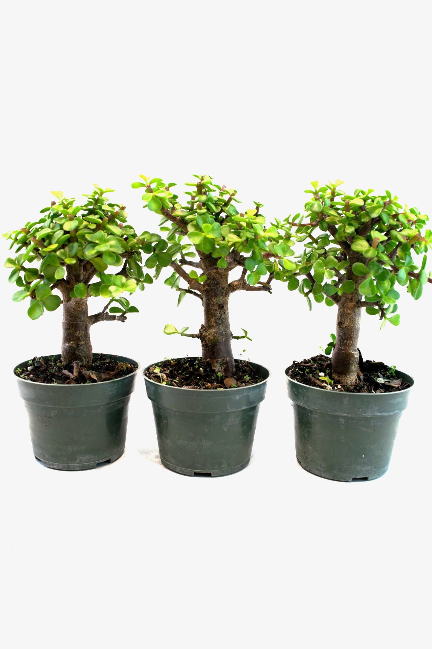 Dwarf Jade Live Pre-Bonsai in 4" Pot