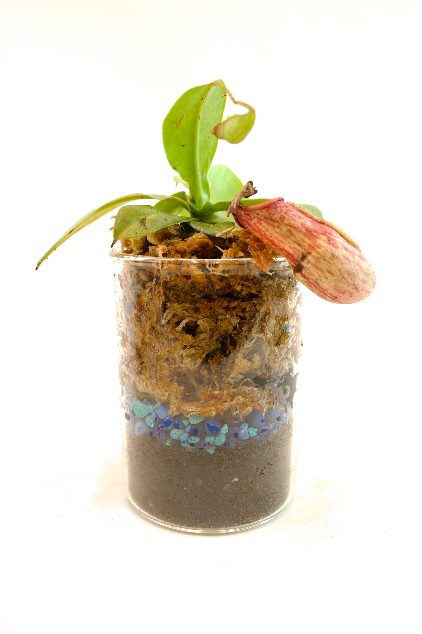 Saint Gaya Pitcher Plant in 400mL Beaker