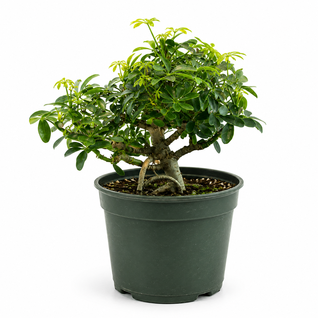 Dwarf Schefflera in 6" Pot - Pre Bonsai