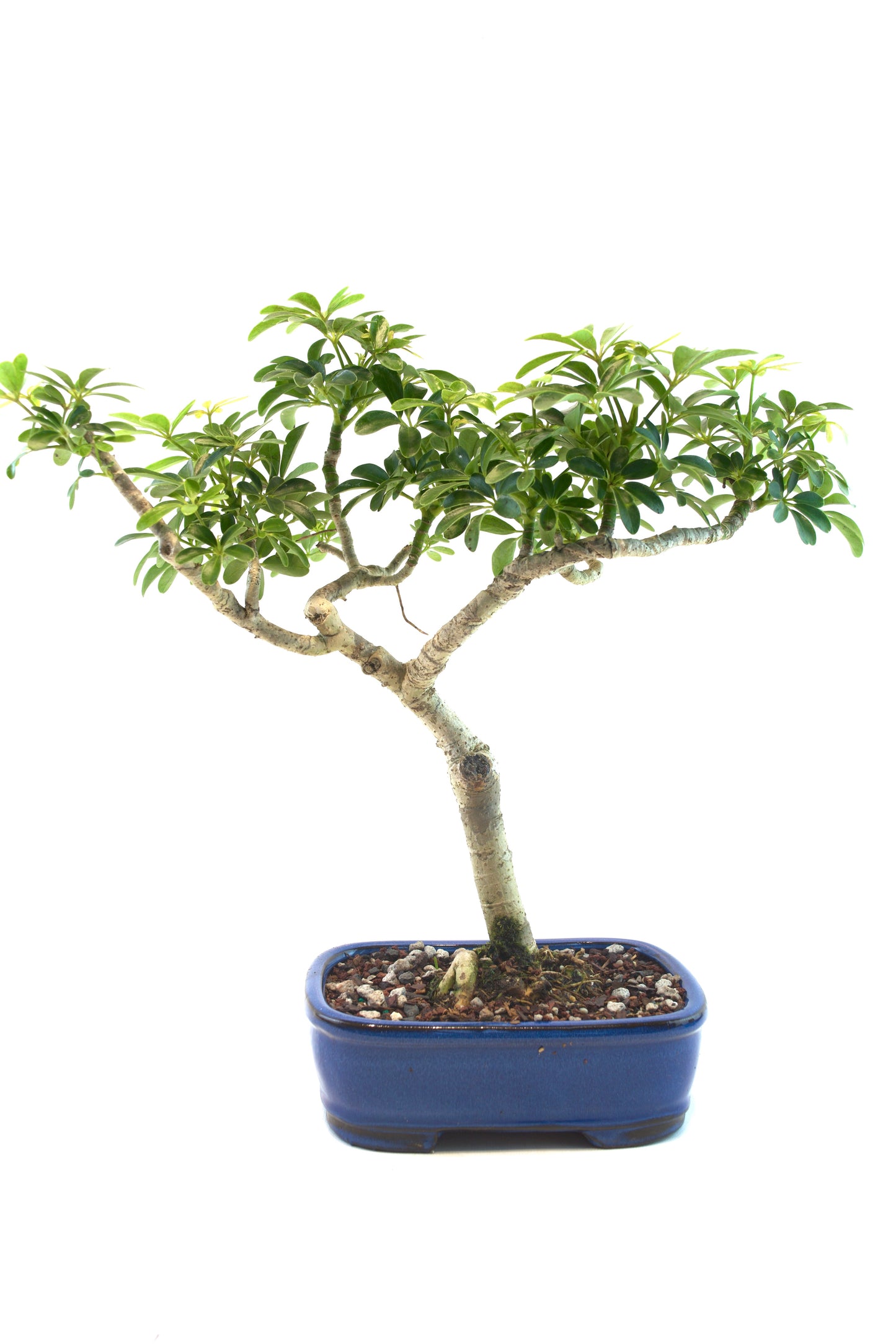 Schefflera Dwarf Bonsai Ceramic 7.5" Pot - One of a Kind Bonsai