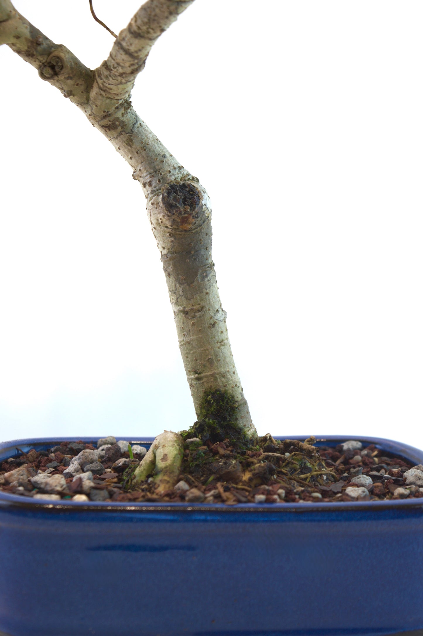 Schefflera Dwarf Bonsai Ceramic 7.5" Pot - One of a Kind Bonsai
