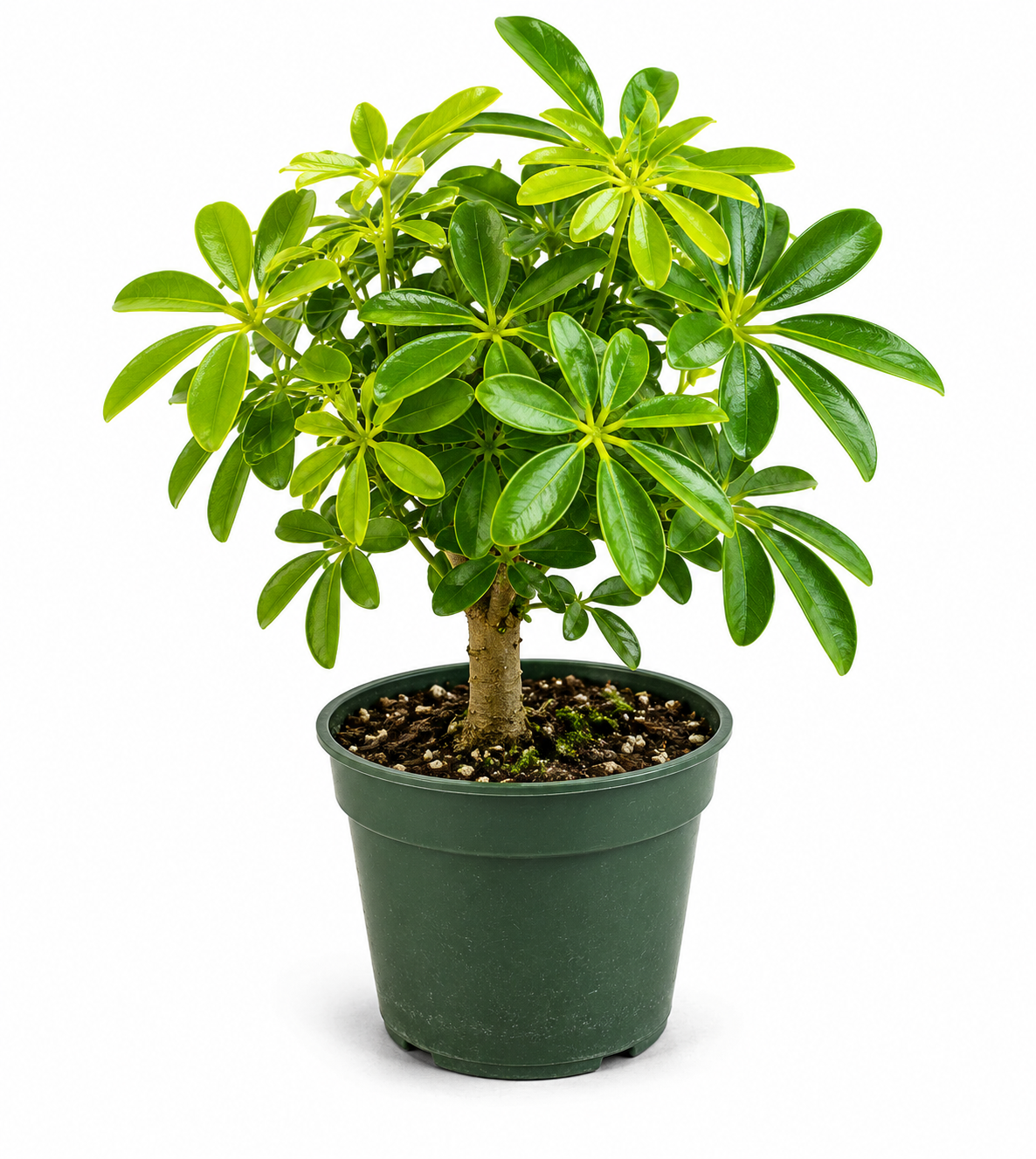 Dwarf Schefflera in 4" Pot - Pre Bonsai