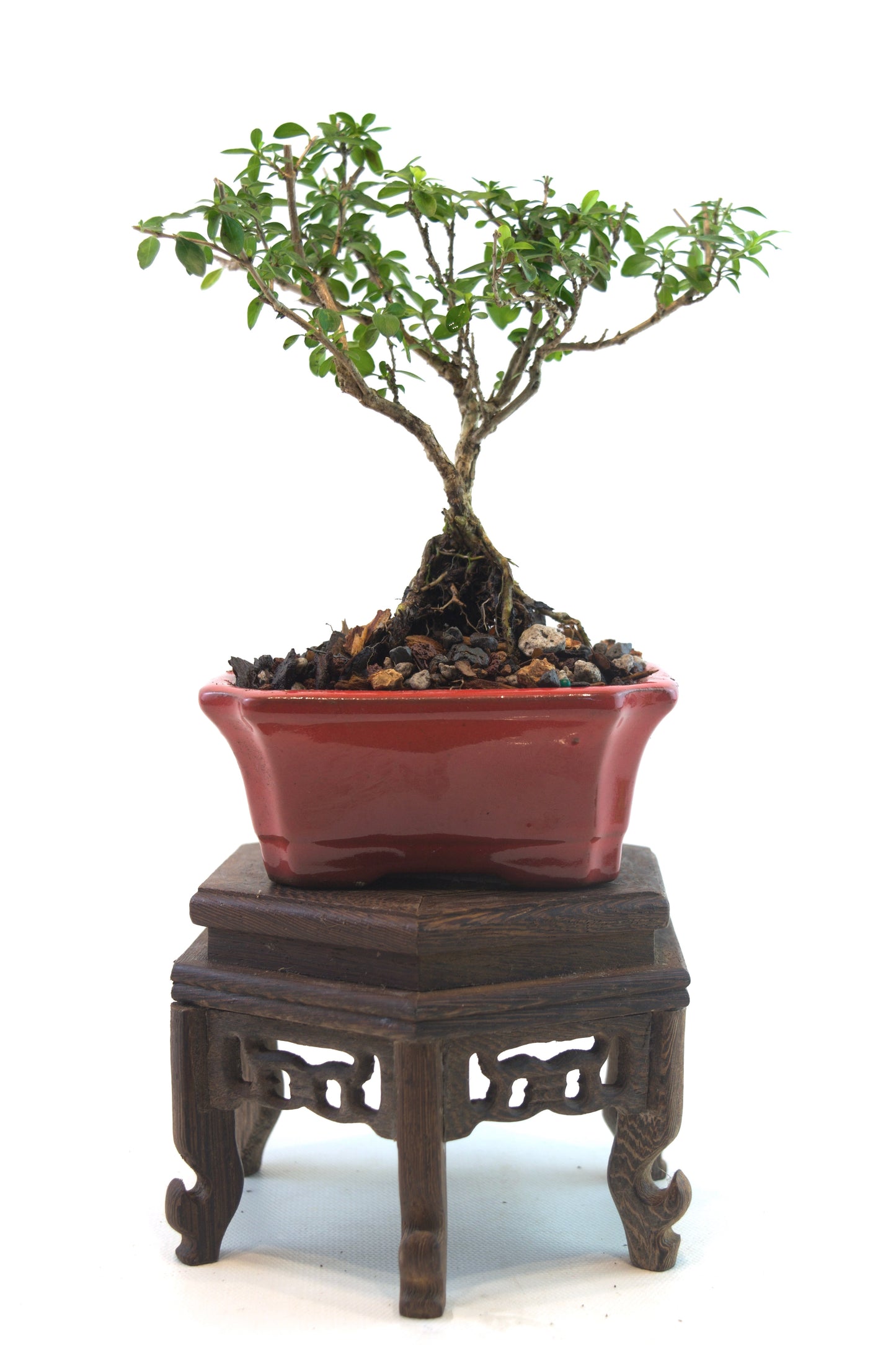 Serissa Foetida Bonsai Tree in 4" Pot - One of a Kind Bonsai