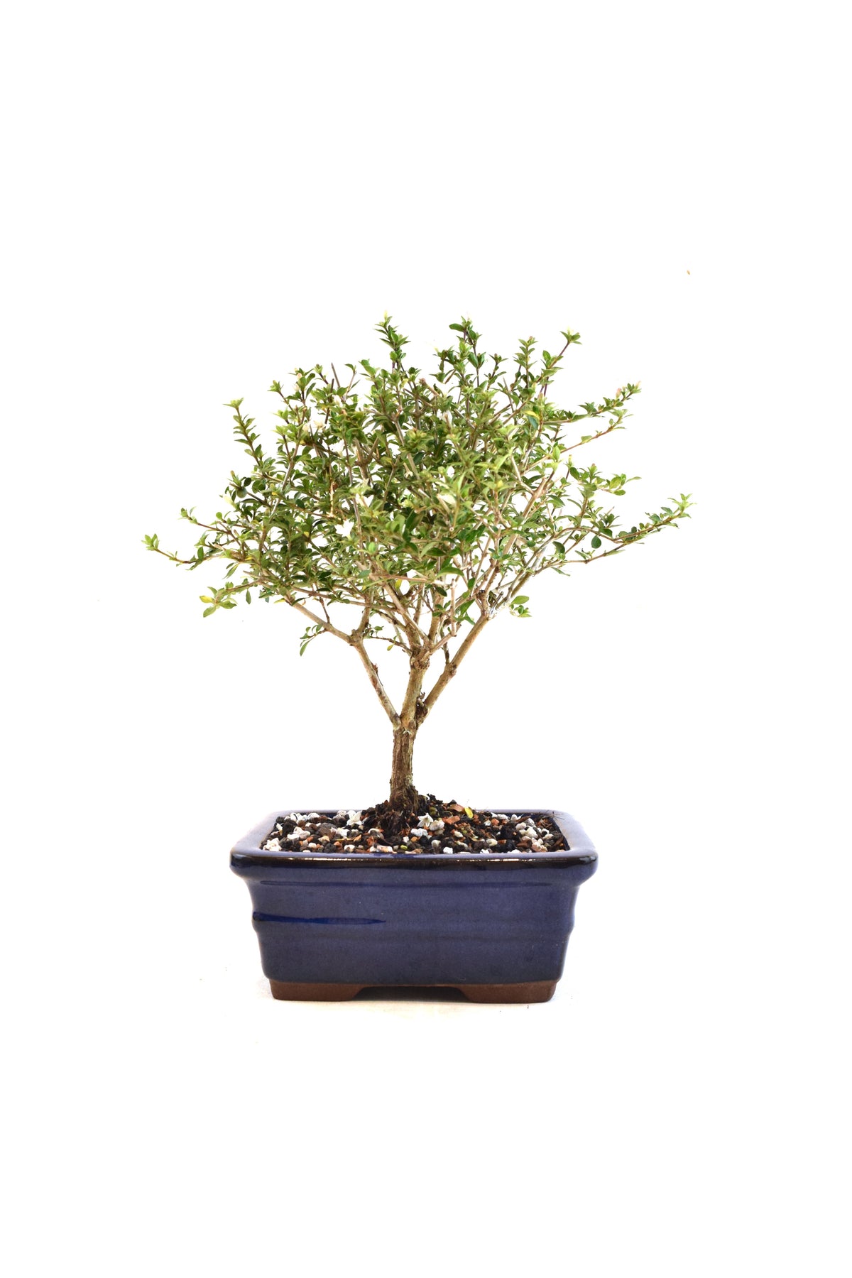 Mount Fuji Serissa Bonsai Ceramic 6" Pot - One of a Kind Bonsai