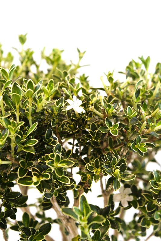 Mount Fuji Serissa Bonsai Ceramic 6" Pot - One of a Kind Bonsai